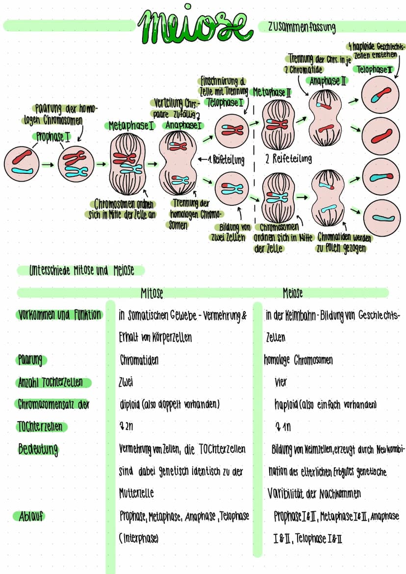 Prophase
DNA
Replikation
mitose
Centriolen Metaphase
wandern zu Polen
Chromosomen werden
Sichtbar
Chromosomen Ordnen'
Sich in Mitte der Zell