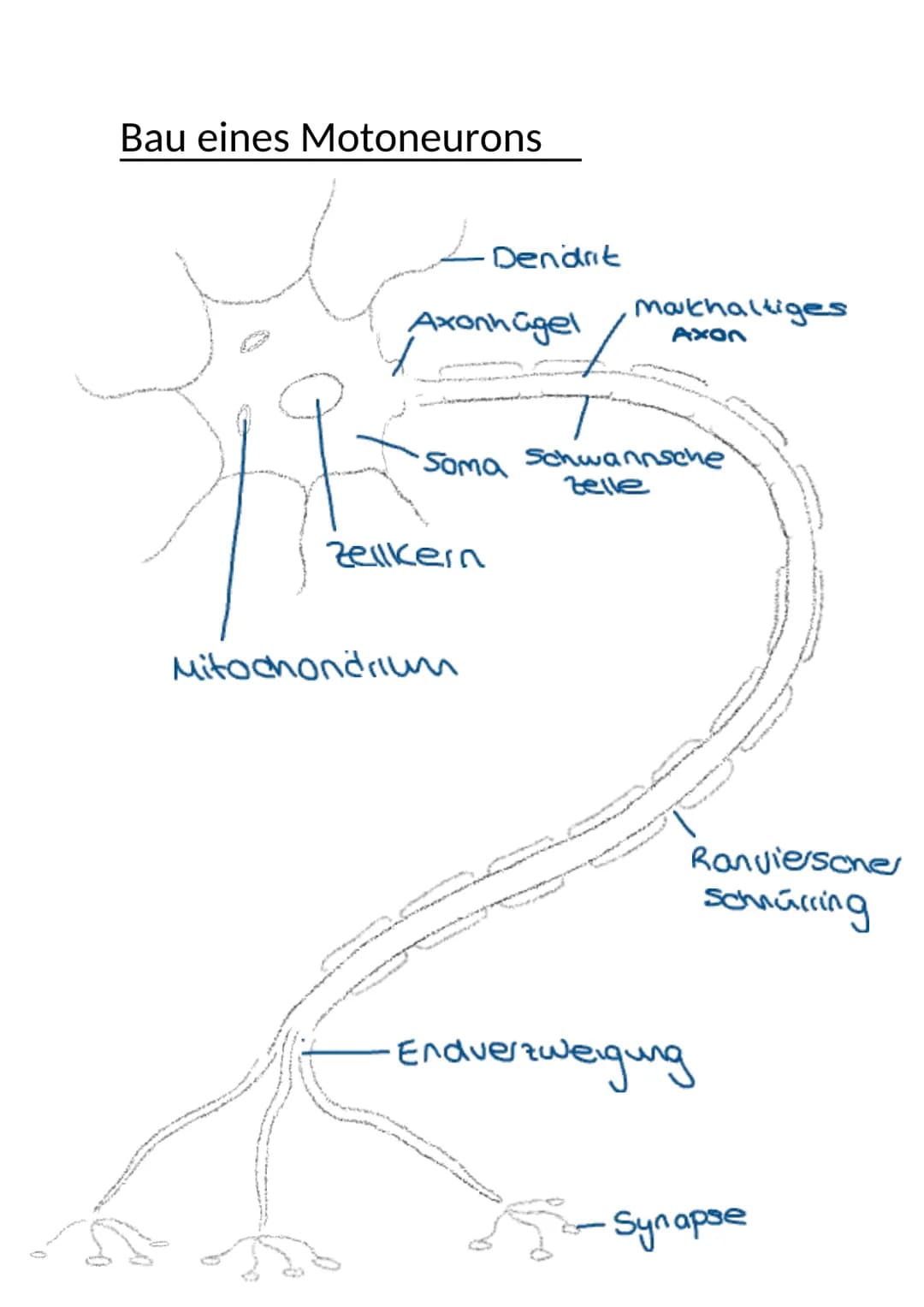 Bau eines Motoneurons
www
s
Axonhagel
Dendrit
Zellkern
Mitochondrium
•Soma Schwannsche
Zelle
Mathaltiges
Axon
·Enduer
Ranviersones
schürring