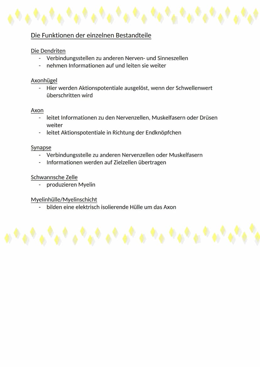 Bau eines Motoneurons
www
s
Axonhagel
Dendrit
Zellkern
Mitochondrium
•Soma Schwannsche
Zelle
Mathaltiges
Axon
·Enduer
Ranviersones
schürring
