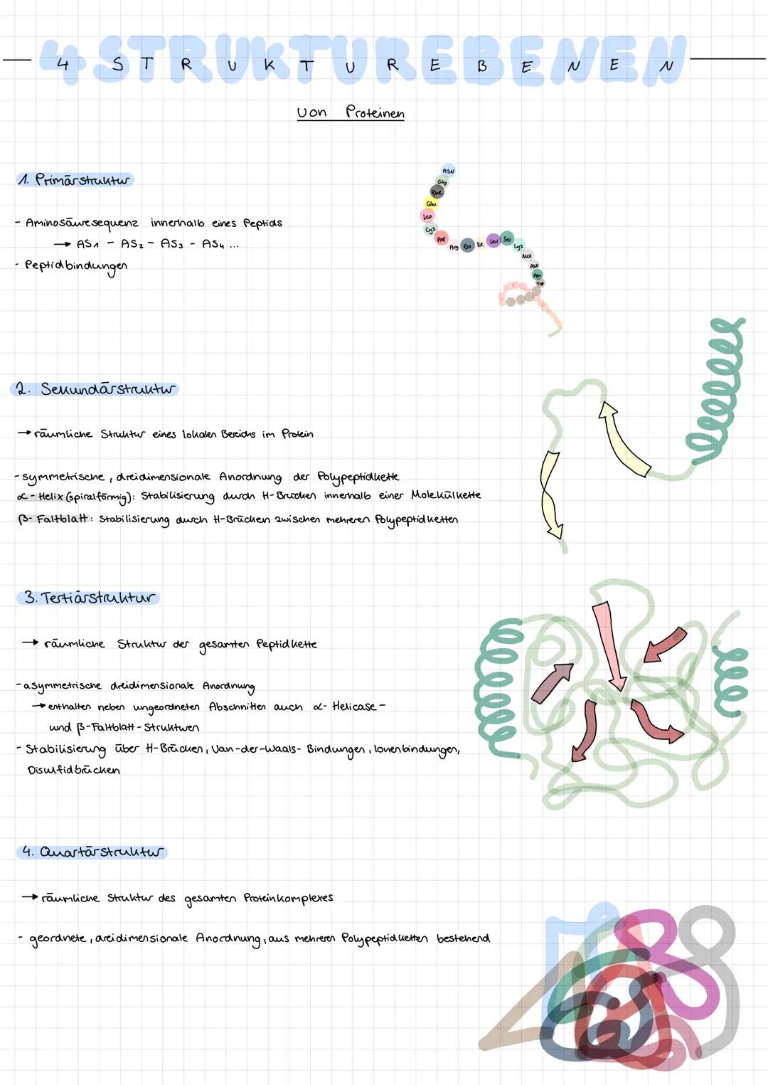 # 4 STRUKTUREBENEN

Uon Proteinen

1. Primärstruktur

- Aminosäwe sequenz innerhalb eines Peptids
- $AS_1 - AS_2 - AS_3 - AS_4 ...$

- Pepti