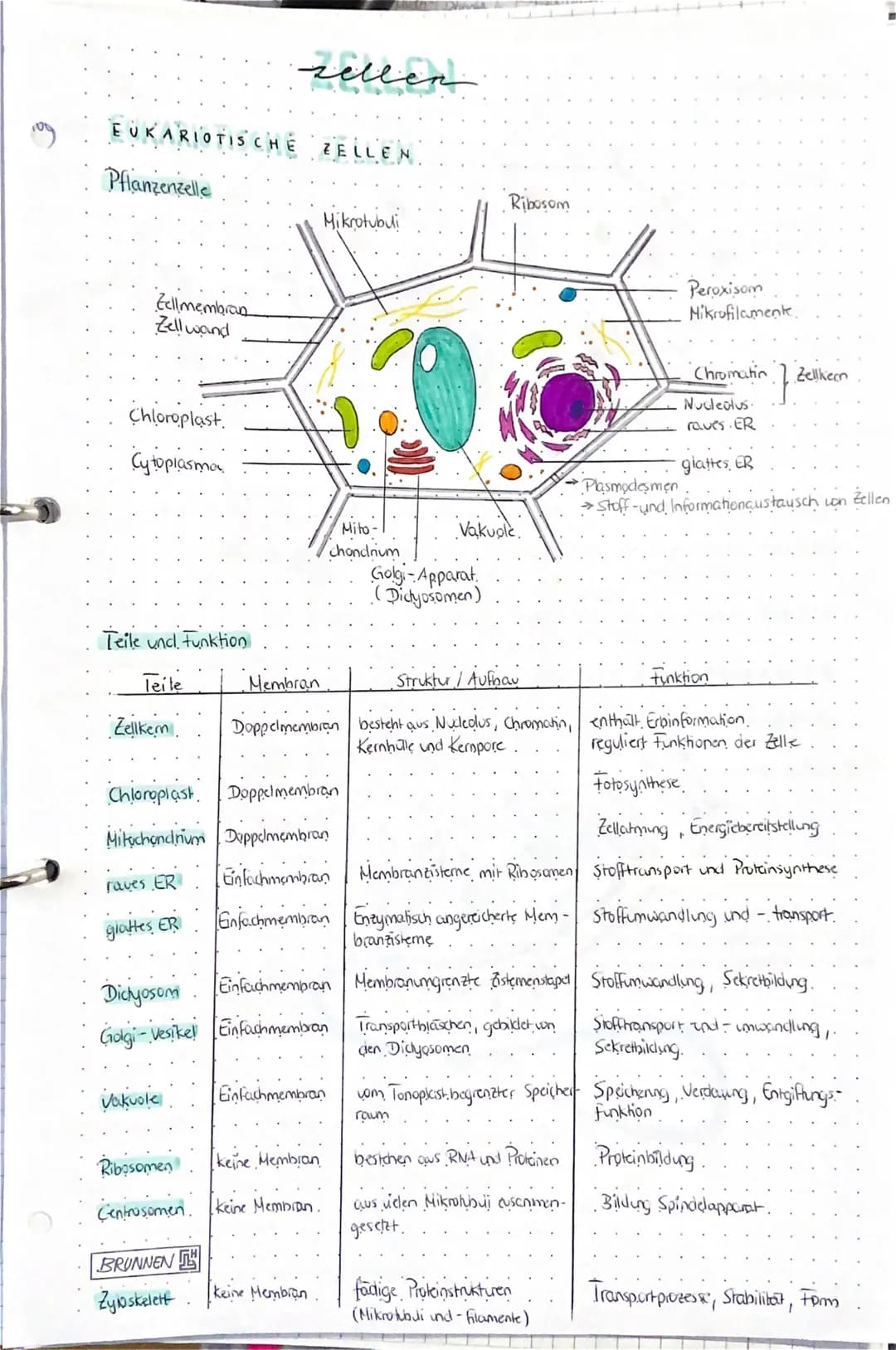 EUKARIOTISCHE
Pflanzenzelle
Zellmembran
Zellwand
Chloroplast
Cytoplasma
Teile und Funktion
Teile
Zellkern
Vakuole
zellen
Ribosomen
Centrosom