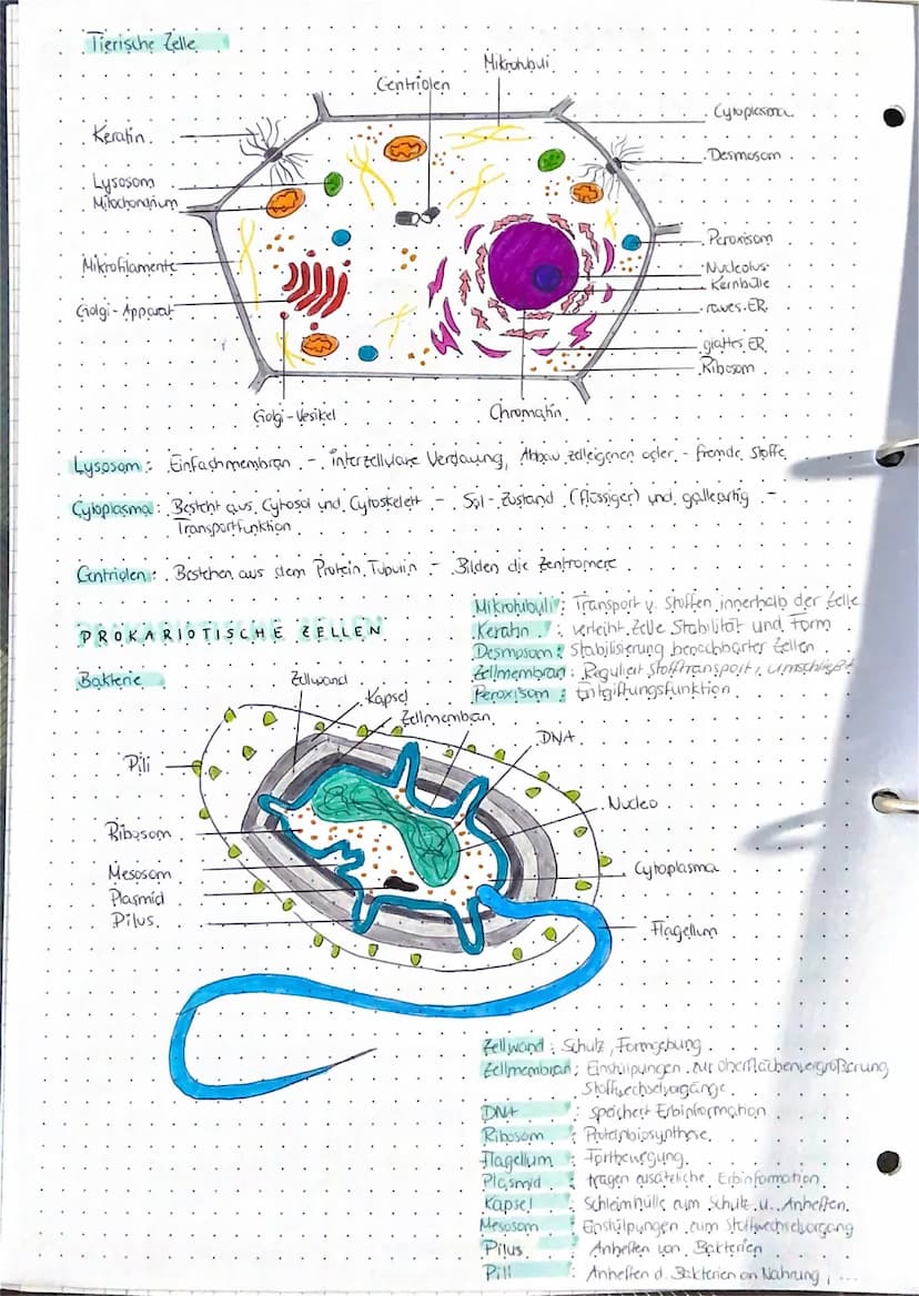 EUKARIOTISCHE
Pflanzenzelle
Zellmembran
Zellwand
Chloroplast
Cytoplasma
Teile und Funktion
Teile
Zellkern
Vakuole
zellen
Ribosomen
Centrosom