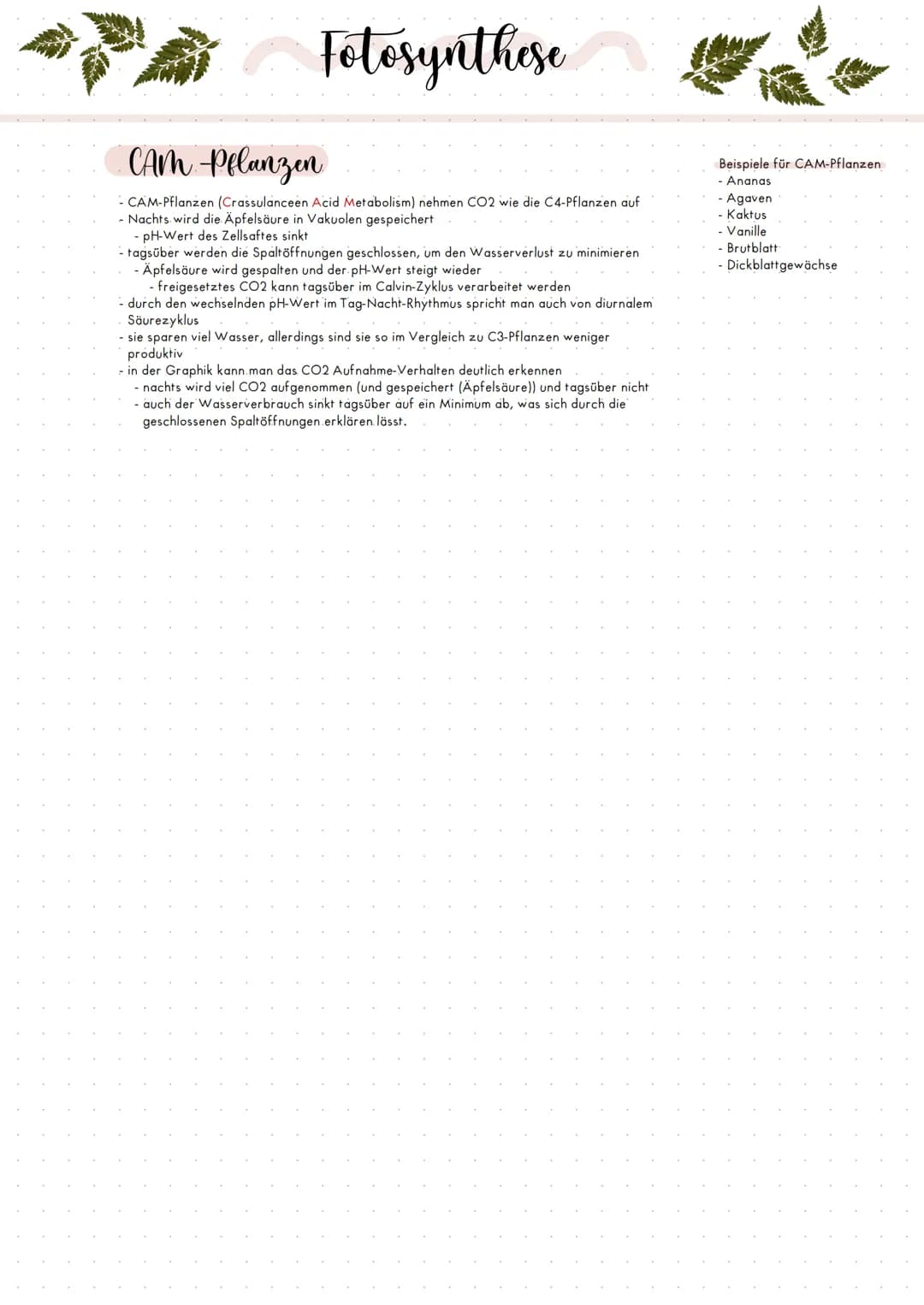 Faktor Licht
Assimilation:
- alle stattgefunden Prozesse, also z.B. Fotosynthese
80
apparente Fotosynthese:
Beschreibt die Gesamtheit des ge