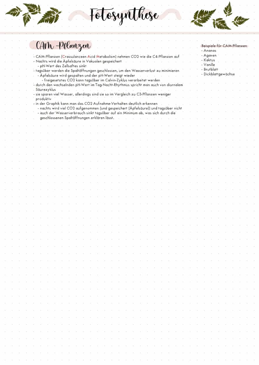 Faktor Licht
Assimilation:
- alle stattgefunden Prozesse, also z.B. Fotosynthese
80
apparente Fotosynthese:
Beschreibt die Gesamtheit des ge
