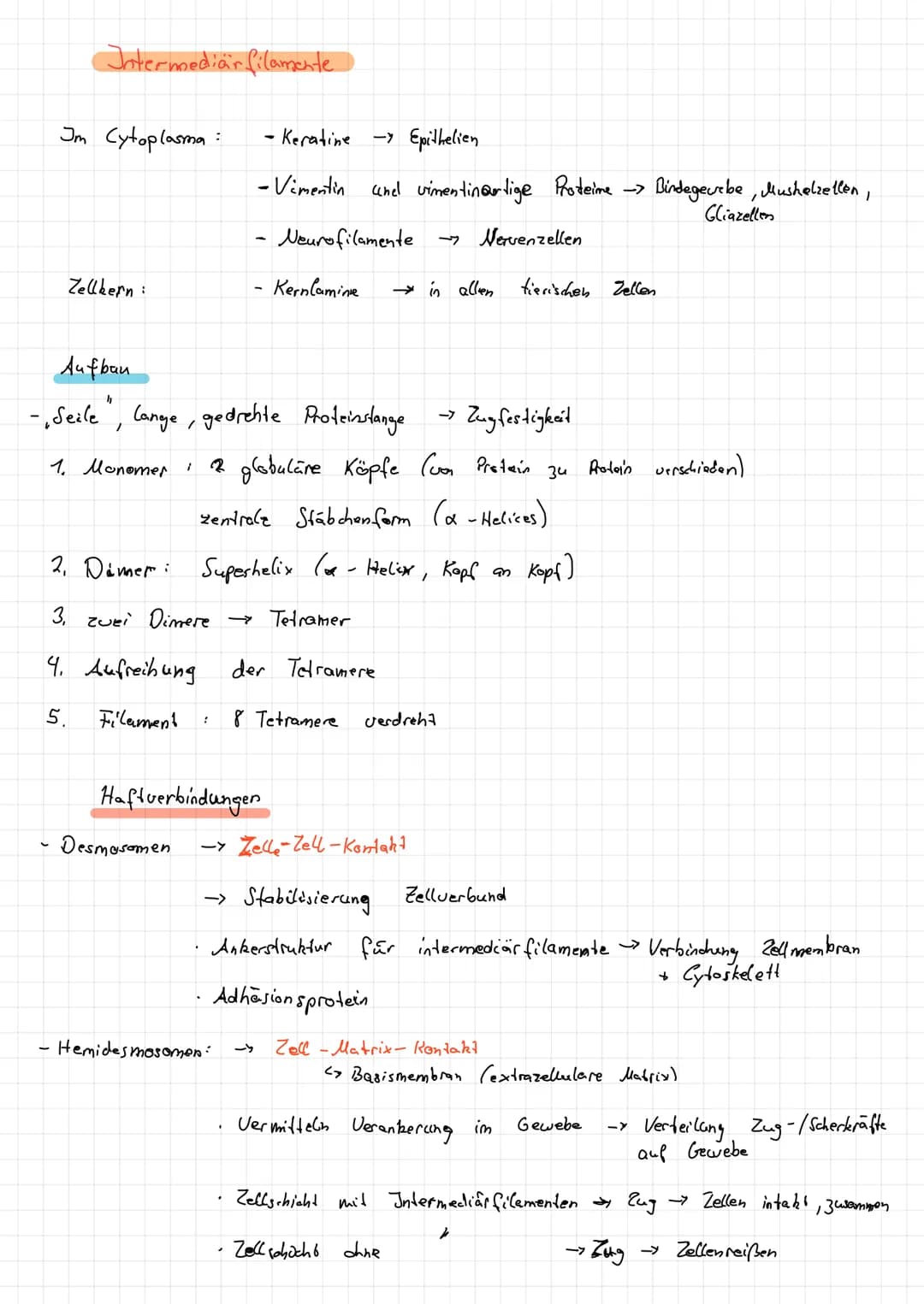 Intermediar filamente
Im Cytoplasma:
Zellbern:
1
1. Monomer !
Aufbau
- Seile", lange, gedrehte Proteinstange
·Desmosomen
·Keratine - Epithel