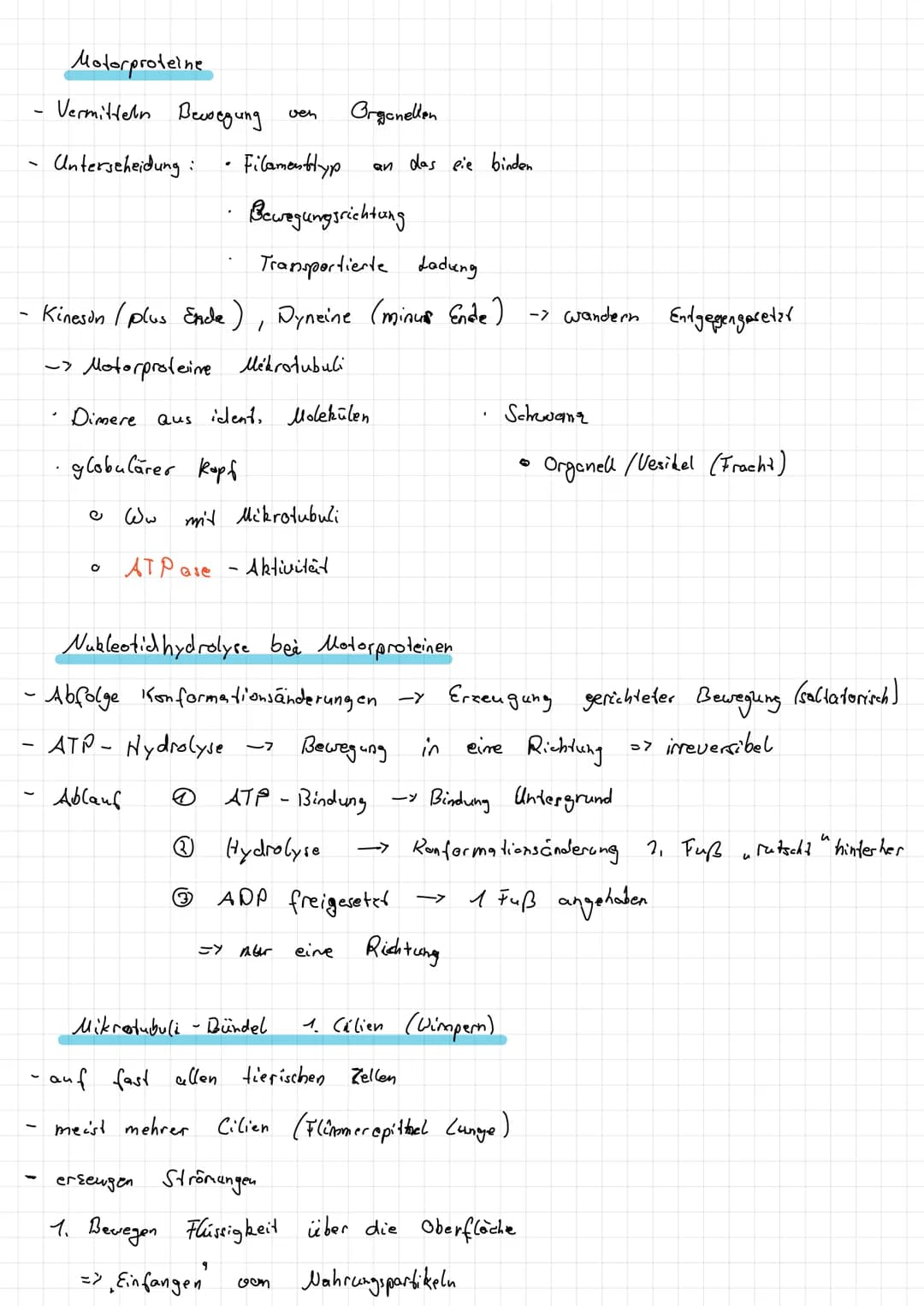 Intermediar filamente
Im Cytoplasma:
Zellbern:
1
1. Monomer !
Aufbau
- Seile", lange, gedrehte Proteinstange
·Desmosomen
·Keratine - Epithel