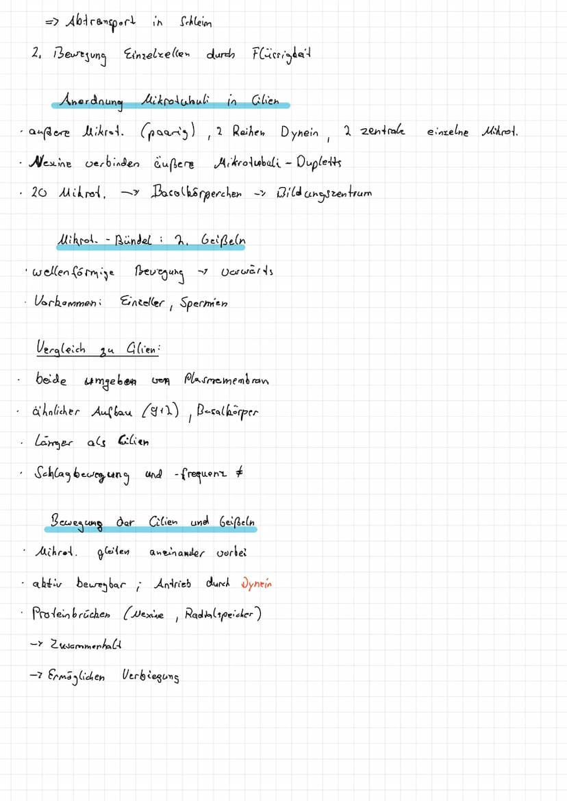 Intermediar filamente
Im Cytoplasma:
Zellbern:
1
1. Monomer !
Aufbau
- Seile", lange, gedrehte Proteinstange
·Desmosomen
·Keratine - Epithel