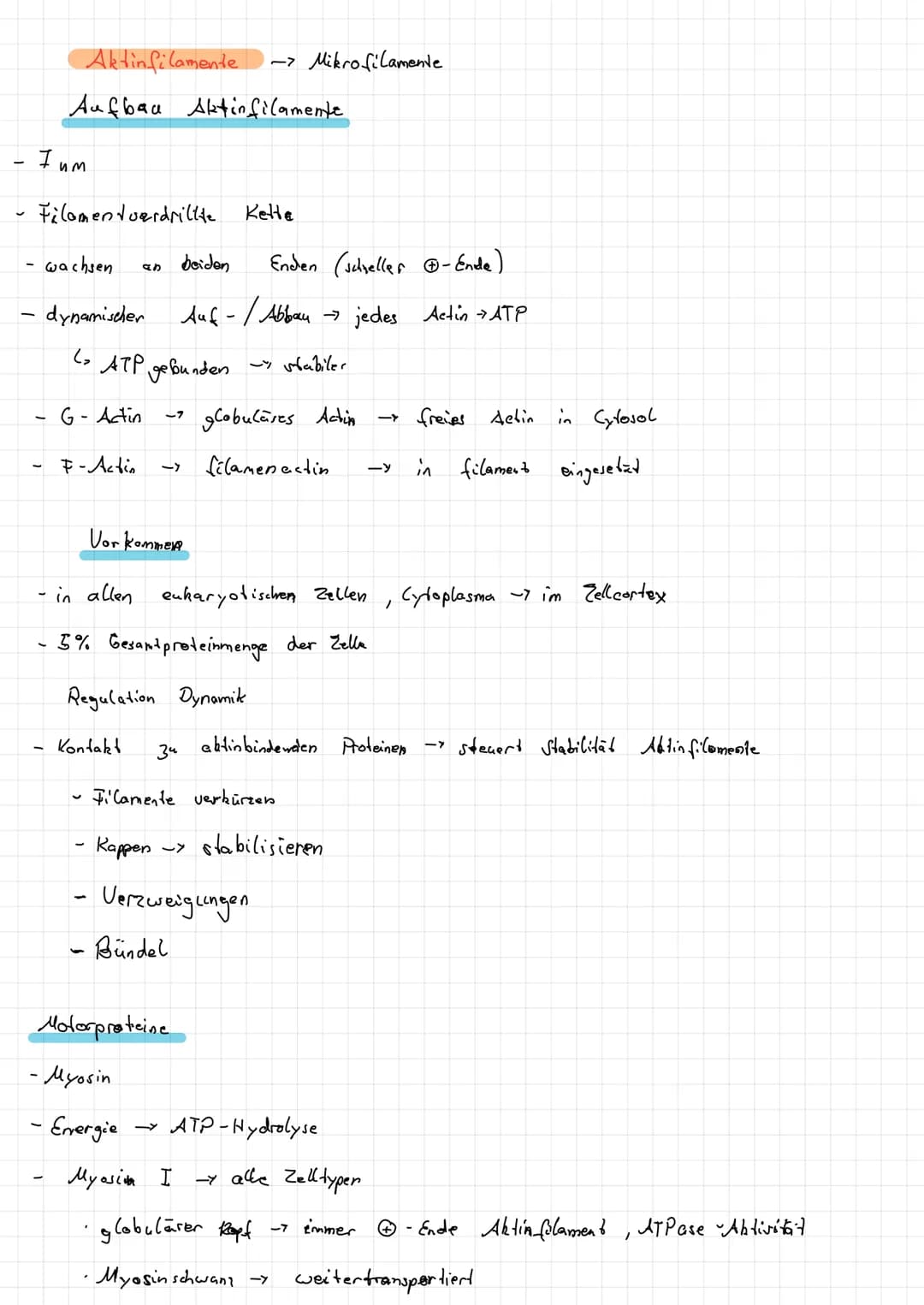 Intermediar filamente
Im Cytoplasma:
Zellbern:
1
1. Monomer !
Aufbau
- Seile", lange, gedrehte Proteinstange
·Desmosomen
·Keratine - Epithel