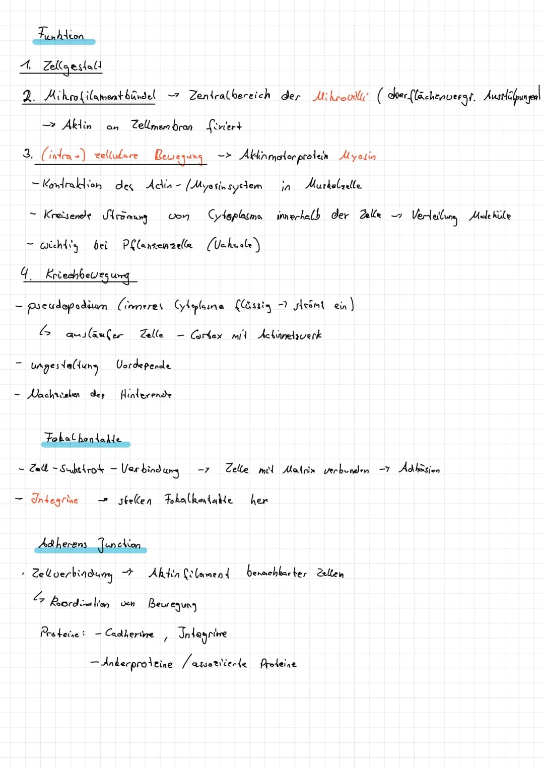 Intermediar filamente
Im Cytoplasma:
Zellbern:
1
1. Monomer !
Aufbau
- Seile", lange, gedrehte Proteinstange
·Desmosomen
·Keratine - Epithel