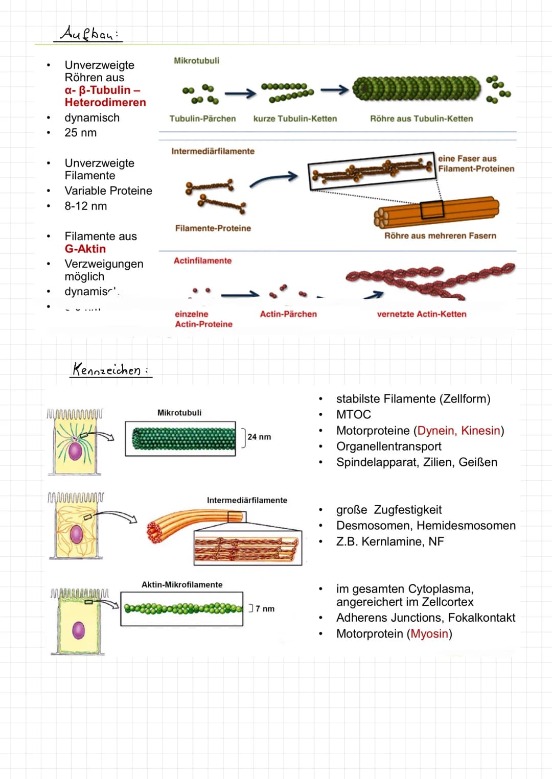 Intermediar filamente
Im Cytoplasma:
Zellbern:
1
1. Monomer !
Aufbau
- Seile", lange, gedrehte Proteinstange
·Desmosomen
·Keratine - Epithel