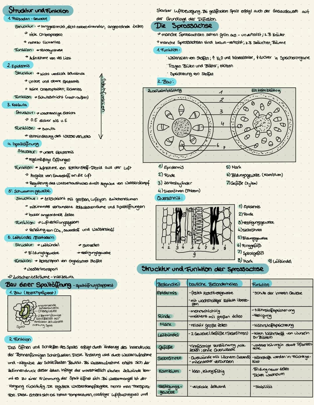 Strucktur und Funktion.
1. Palisaden-Geigebe
Strucktur langgestreckt, dicht nebeneinander, angeordnete Zellen
viele Chloroplaster
• nahezu l