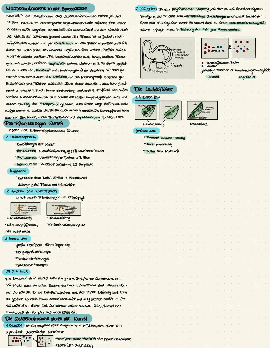 Strucktur und Funktion.
1. Palisaden-Geigebe
Strucktur langgestreckt, dicht nebeneinander, angeordnete Zellen
viele Chloroplaster
• nahezu l