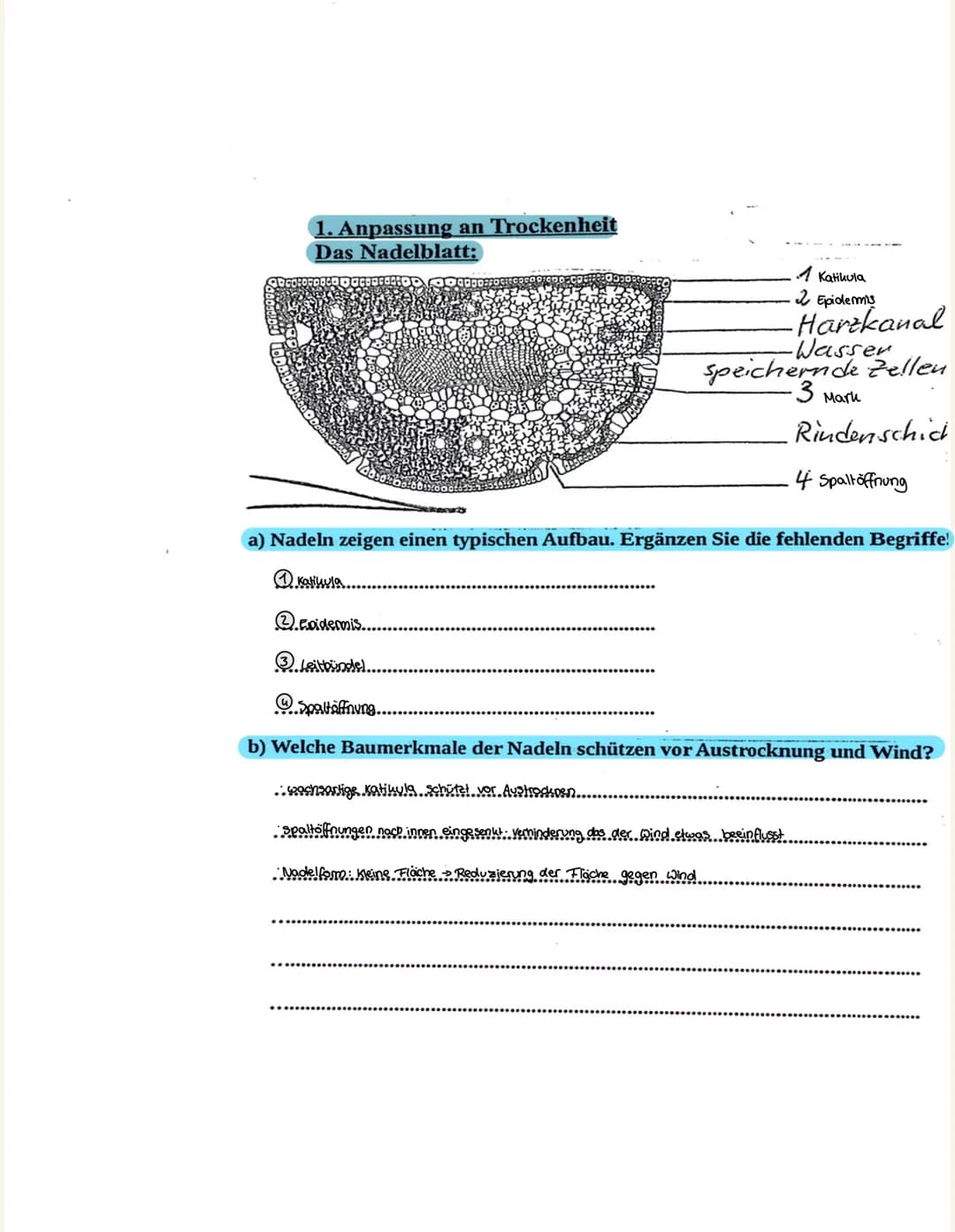 Strucktur und Funktion.
1. Palisaden-Geigebe
Strucktur langgestreckt, dicht nebeneinander, angeordnete Zellen
viele Chloroplaster
• nahezu l