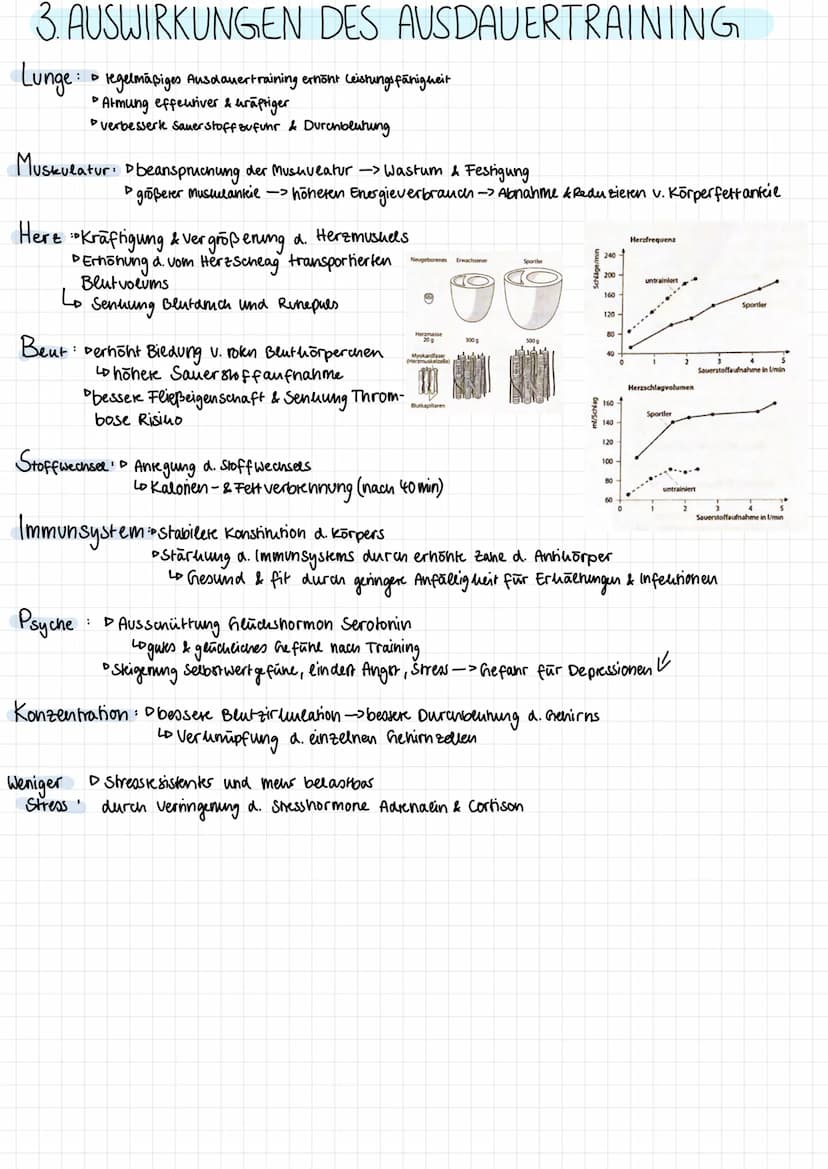 SPORTTHEORIE
1. PRINZIP DER SUPERKOMPENSATION
Körperliche Leistungsfähigkeit
Belastung (2)
Ausgangsniveau (1)
Superkompensation
Positive
Anp