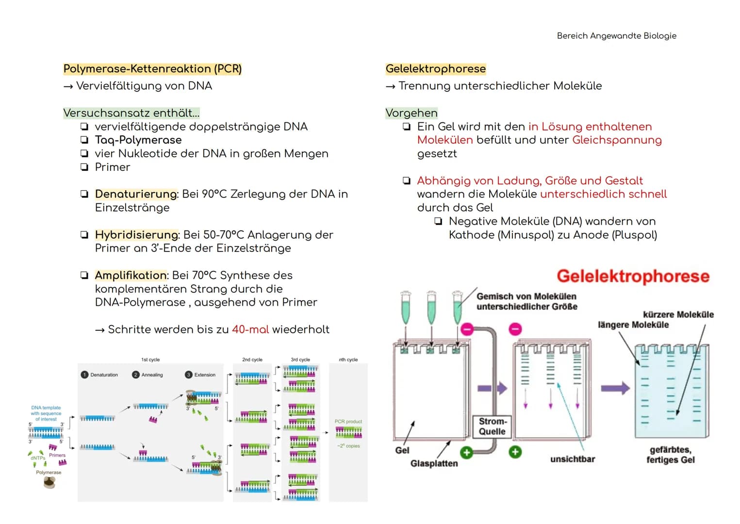 Angewandte Biologie
Definitionen der Hauptbegriffe
Gentechnik
Restriktions-
enzym
Ligasen
Vektoren
Plasmid
→ Technik der Manipulation und
Er