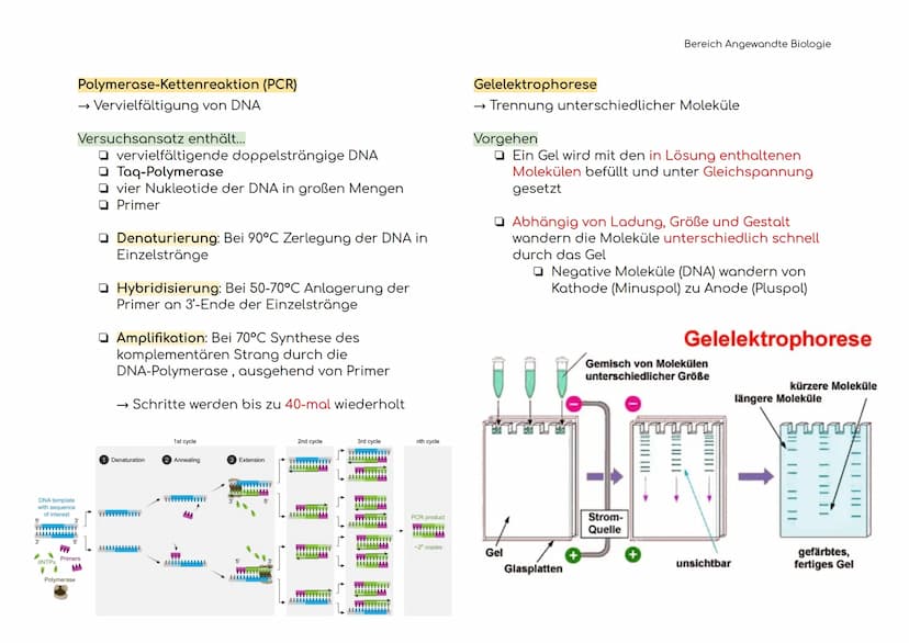 Angewandte Biologie
Definitionen der Hauptbegriffe
Gentechnik
Restriktions-
enzym
Ligasen
Vektoren
Plasmid
→ Technik der Manipulation und
Er