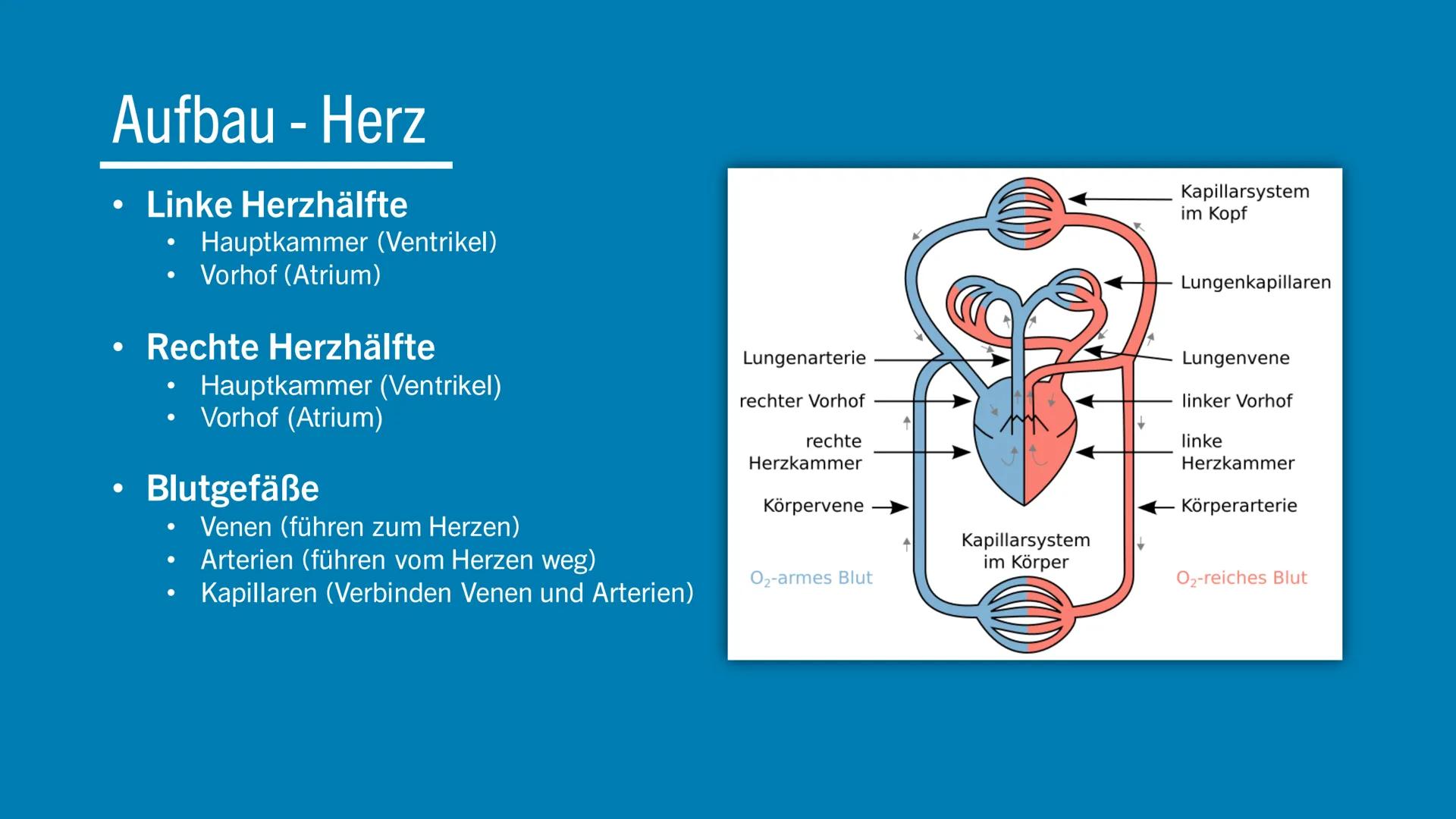 WIE FUNKTIONIERT
DAS HERZKREISLAUFSYSTEM?

Lina Grebe # Inhalt

* Übersicht
* Herzaufbau
* Abläufe
* Funktion
* Fakt
* Quellen # Übersicht

