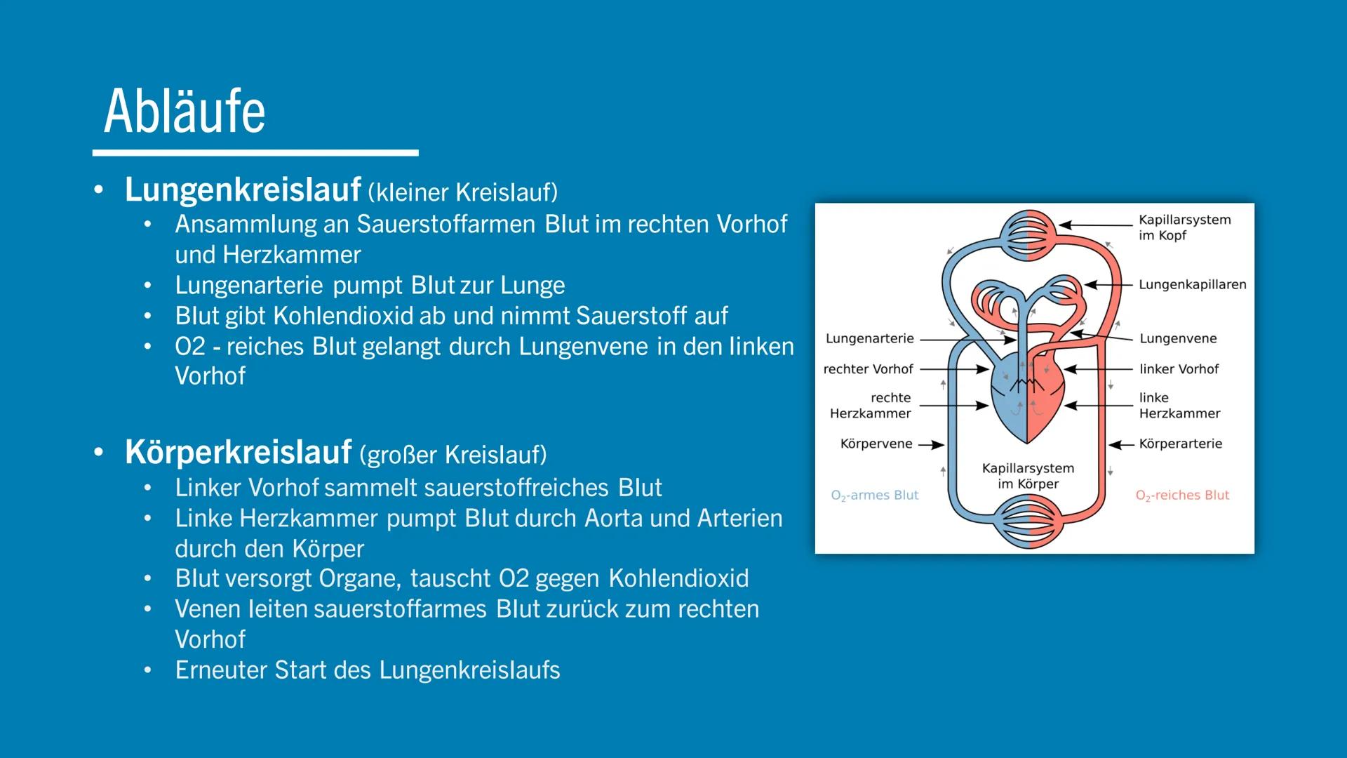 WIE FUNKTIONIERT
DAS HERZKREISLAUFSYSTEM?

Lina Grebe # Inhalt

* Übersicht
* Herzaufbau
* Abläufe
* Funktion
* Fakt
* Quellen # Übersicht


