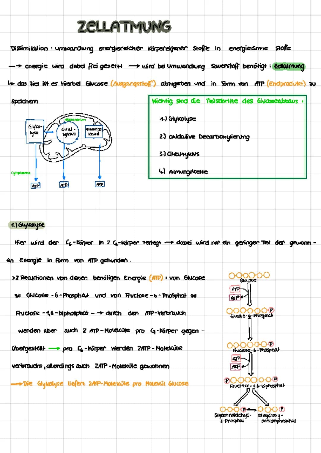 Zellatmung und Gärung 