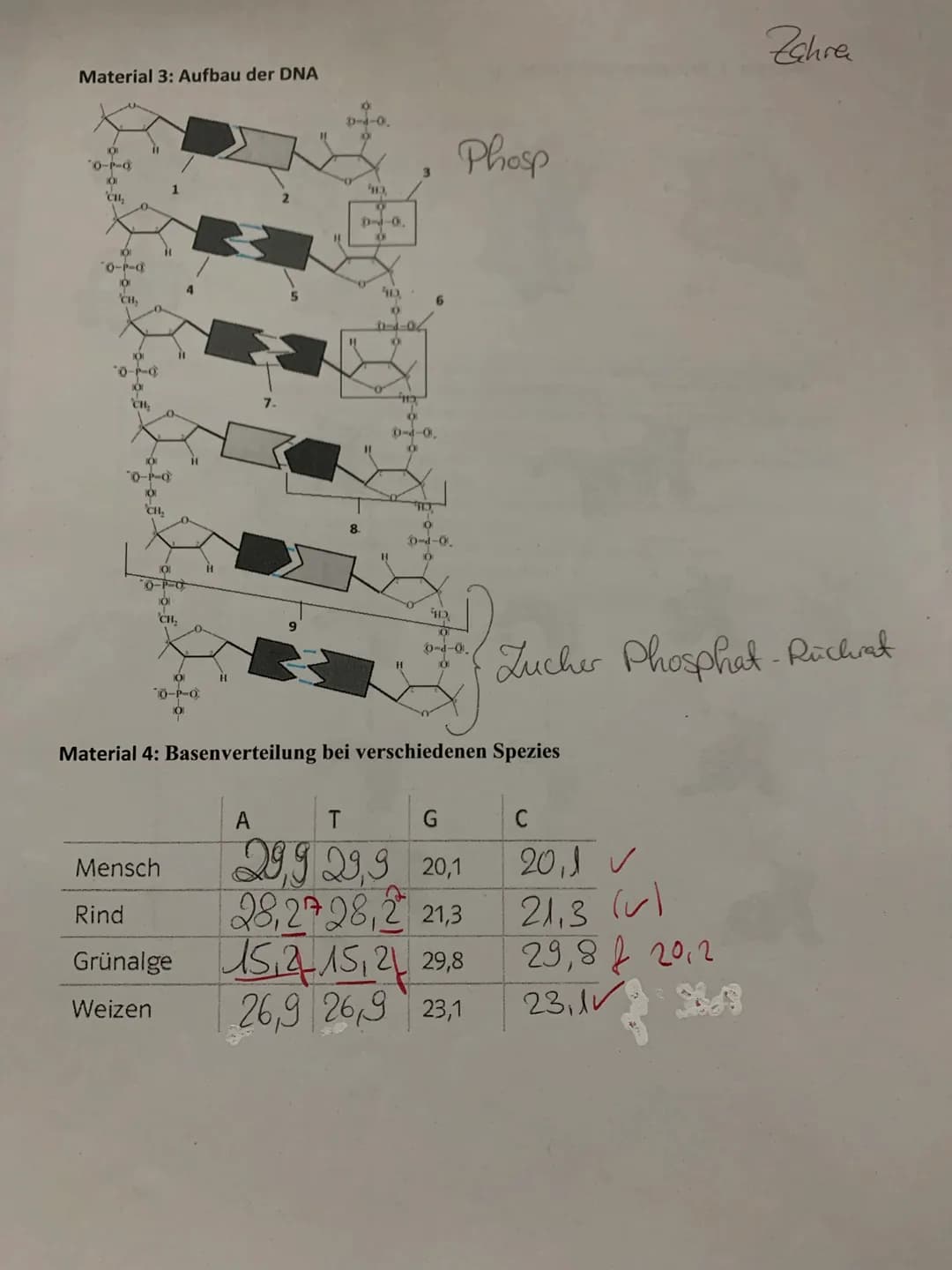 Material 3: Aufbau der DNA
0-P-O
101
'CH₂
101
´0-P-0
O
CH,
101
*0-1-0
101
CH₂
H
101
0-P-0
101
CH₂
O
0-P-0
O
CH₂
10
0-P-0
**
H
H
0-1-0.
8
H3,