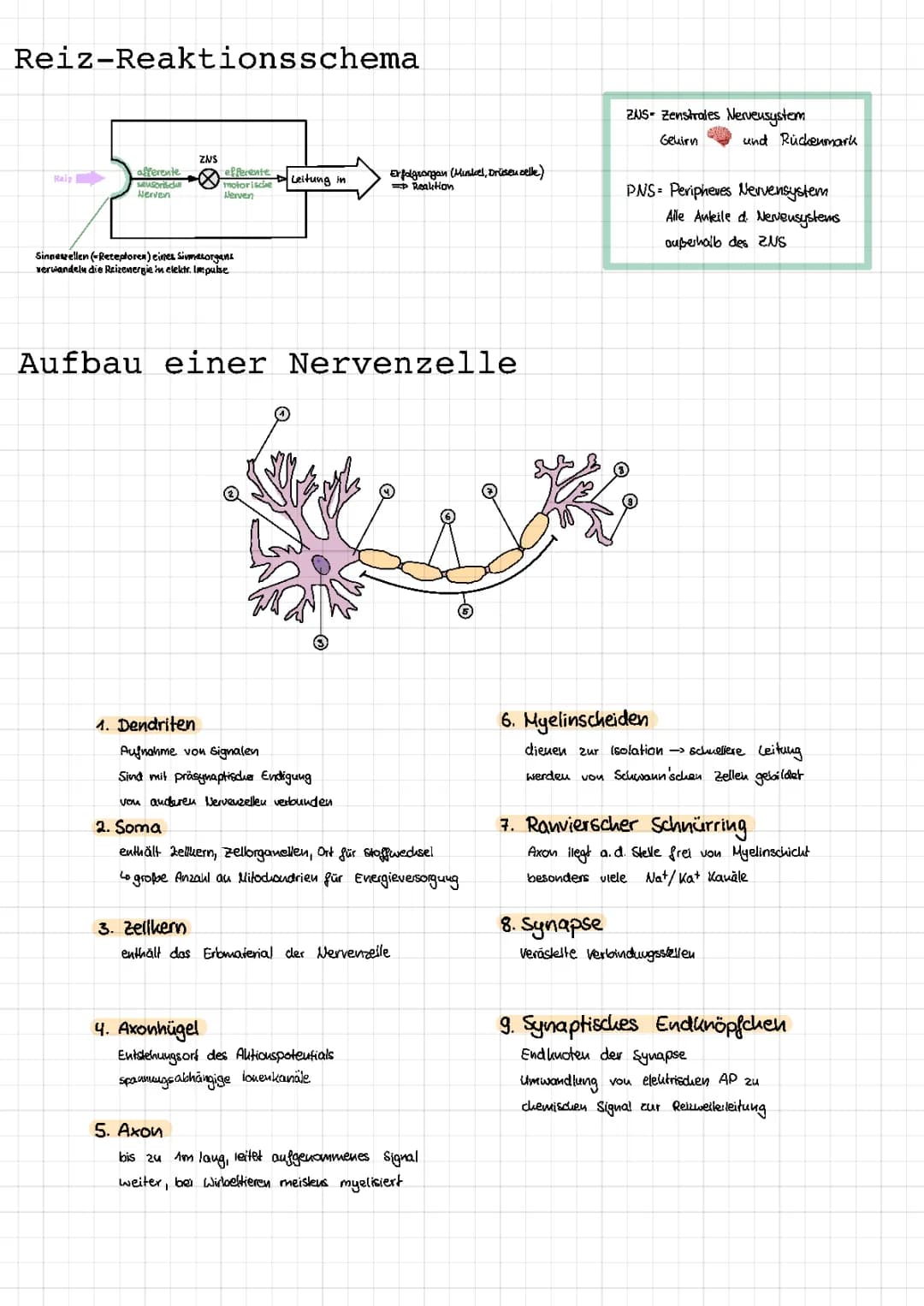 Neurobiologie (1)