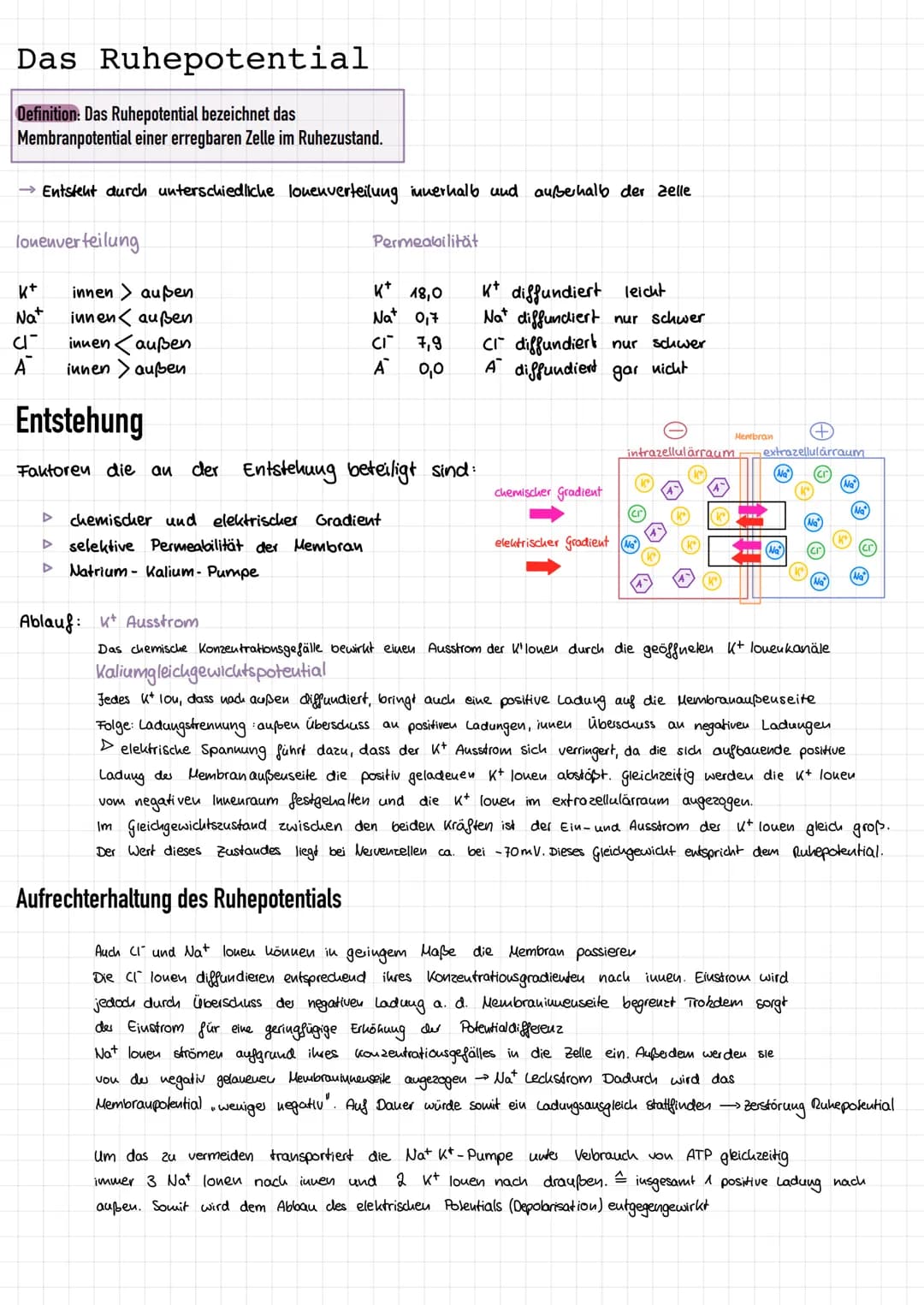 Reiz-Reaktionsschema
Reiz
afferente
sensorische
Nerven
ZNS
Sinnespellen (-Rezeptoren) eines Sinnesorgans
verwandeln die Reizenergie in elekt