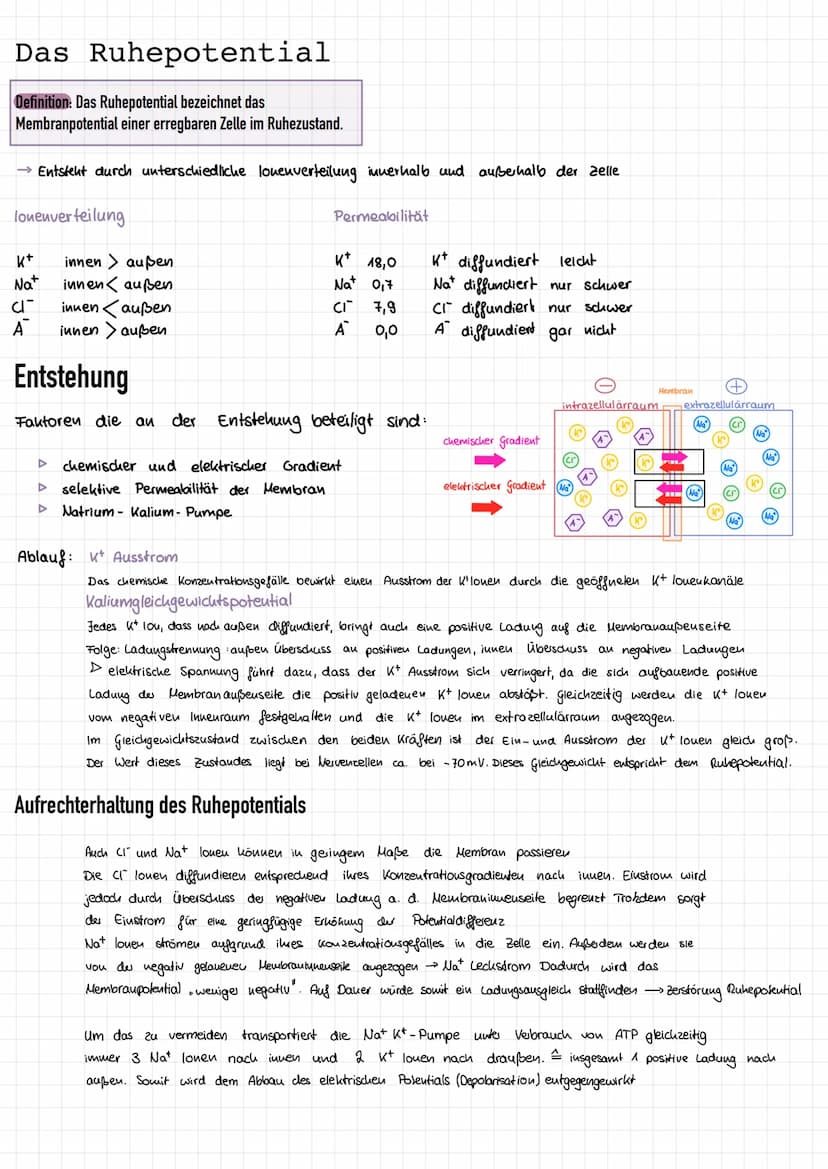 Reiz-Reaktionsschema
Reiz
afferente
sensorische
Nerven
ZNS
Sinnespellen (-Rezeptoren) eines Sinnesorgans
verwandeln die Reizenergie in elekt