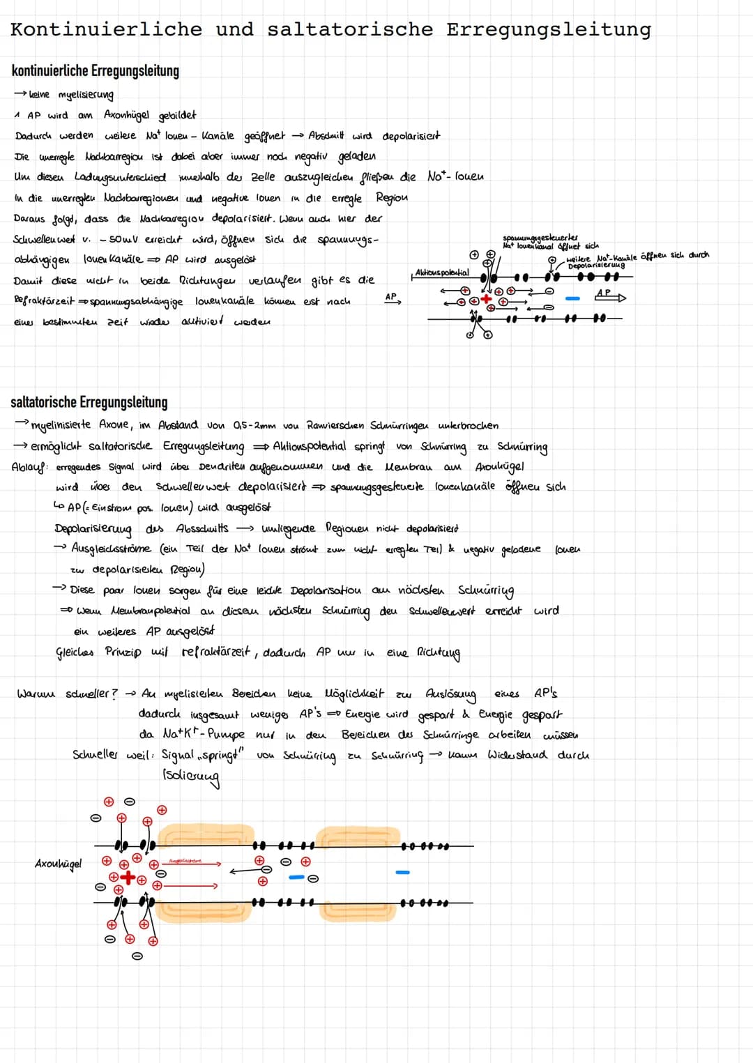 Reiz-Reaktionsschema
Reiz
afferente
sensorische
Nerven
ZNS
Sinnespellen (-Rezeptoren) eines Sinnesorgans
verwandeln die Reizenergie in elekt