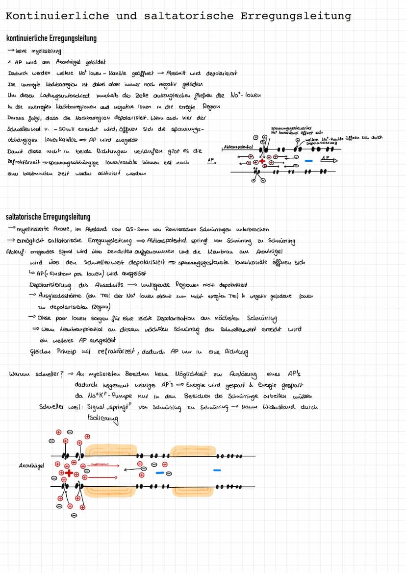 Reiz-Reaktionsschema
Reiz
afferente
sensorische
Nerven
ZNS
Sinnespellen (-Rezeptoren) eines Sinnesorgans
verwandeln die Reizenergie in elekt