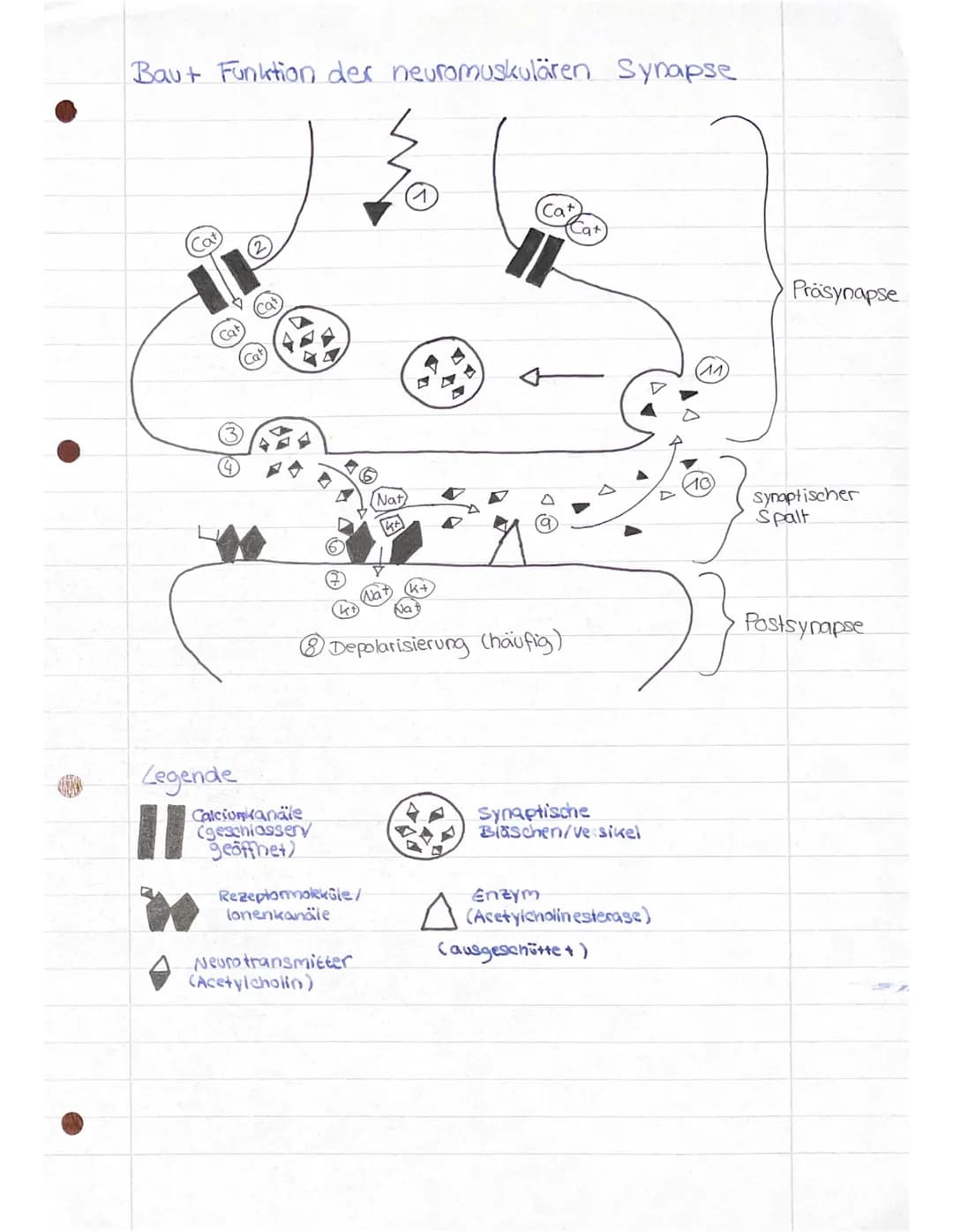 Baut Funktion der neuromuskulären Synapse
Legende
Calcioniranale
(geschlosseny
geöffnet)
Nat
KA
(Nat)
Rezeptormoleksle/
lonenkanäle
Neurotra