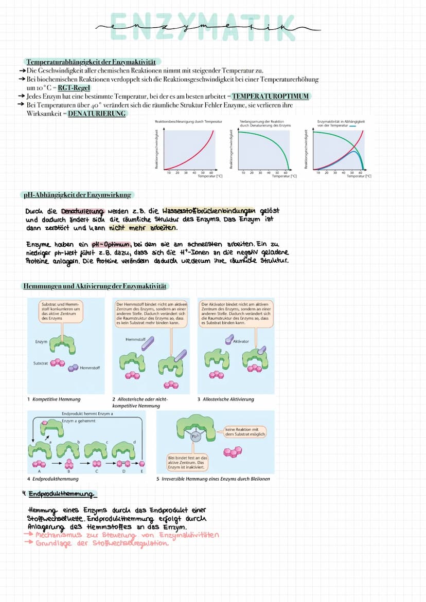 - Enzyme sind Proteine mit einer Katalysatorfunktion.
- Alle Proteine bestehen aus einer Abfolge von Aminosäuren, die untereinander Bindunge