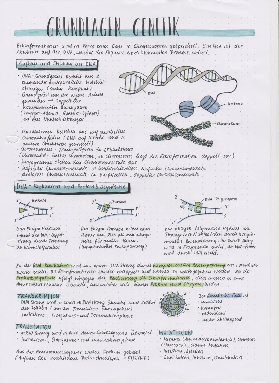 GRUNDLAGEN GENETIK
Erbinformationen sind in Form eines Gens in Chromosomen gespeichert. Ein Gen ist der
Abschnitt auf der DNA, welcher die S