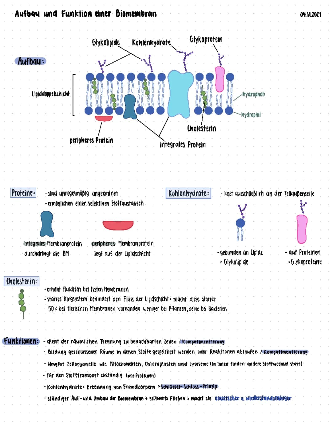 Biomembran 