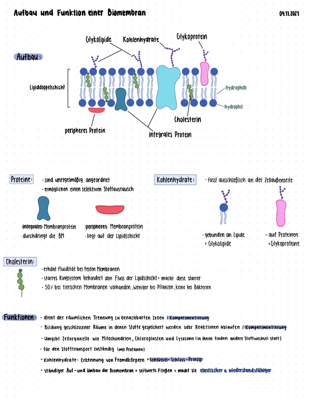 Aufbau und Funktion einer Biomembran
Aufbau:
Lipiddoppelschicht
Proteine:
Glykolipide Kohlenhydrate Glykoprotein
Cholesterin:
peripheres Pro
