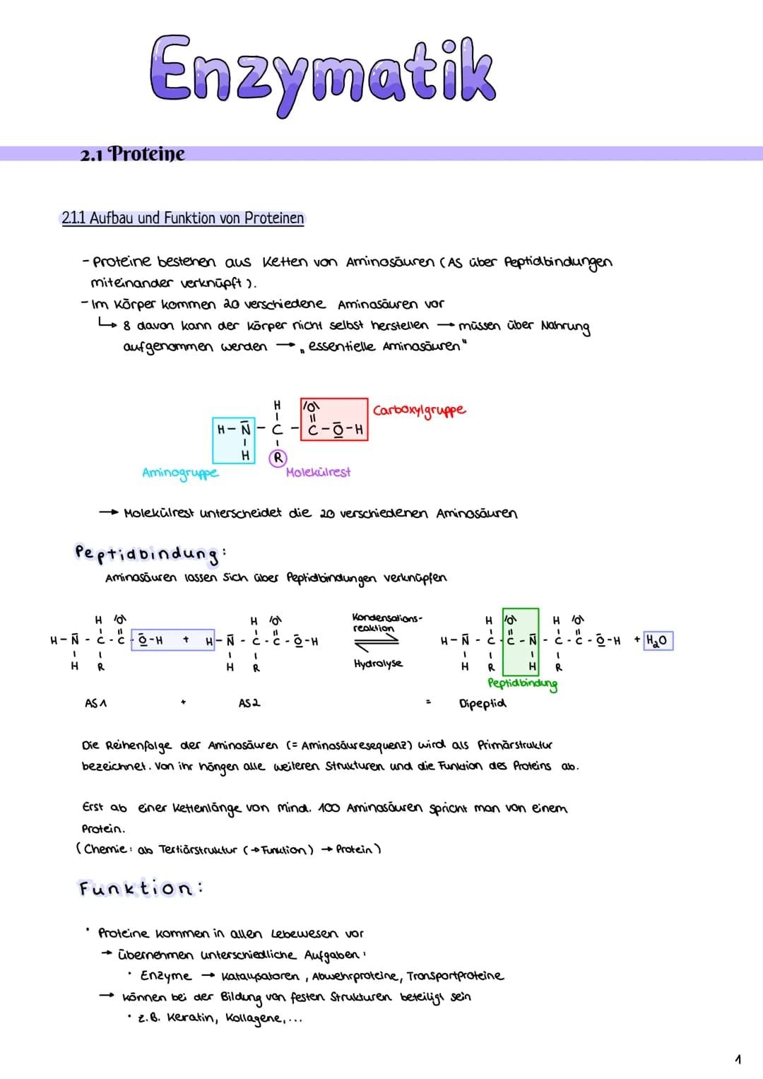 2.1 Proteine
2.1.1 Aufbau und Funktion von Proteinen
Enzymatik
H-N
- Proteine bestehen aus Ketten von Aminosäuren (AS über Peptidbindungen
m