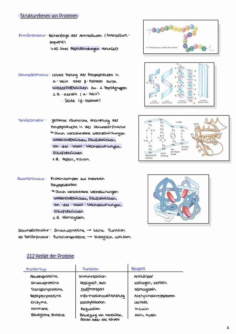 2.1 Proteine
2.1.1 Aufbau und Funktion von Proteinen
Enzymatik
H-N
- Proteine bestehen aus Ketten von Aminosäuren (AS über Peptidbindungen
m