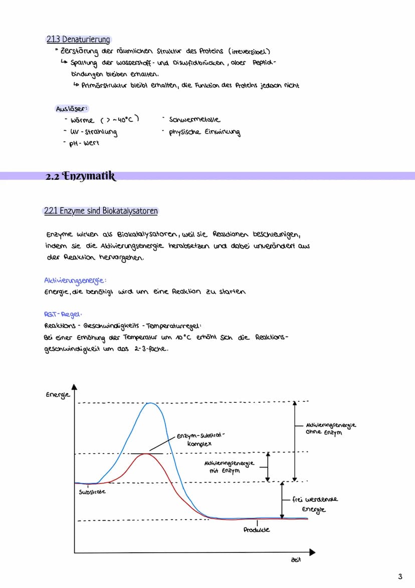 2.1 Proteine
2.1.1 Aufbau und Funktion von Proteinen
Enzymatik
H-N
- Proteine bestehen aus Ketten von Aminosäuren (AS über Peptidbindungen
m