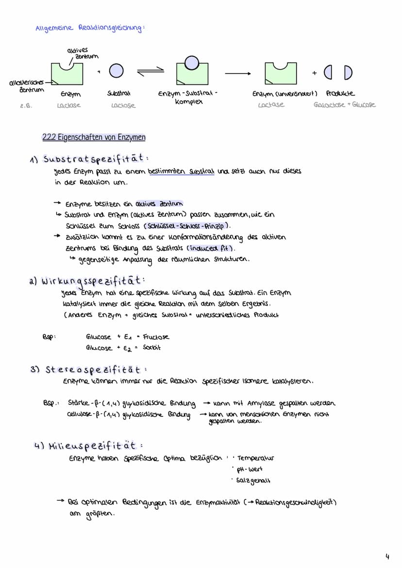 2.1 Proteine
2.1.1 Aufbau und Funktion von Proteinen
Enzymatik
H-N
- Proteine bestehen aus Ketten von Aminosäuren (AS über Peptidbindungen
m