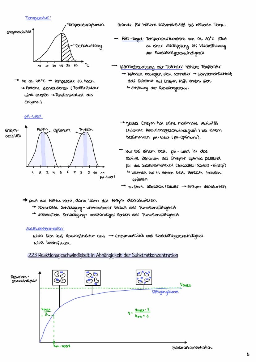 2.1 Proteine
2.1.1 Aufbau und Funktion von Proteinen
Enzymatik
H-N
- Proteine bestehen aus Ketten von Aminosäuren (AS über Peptidbindungen
m