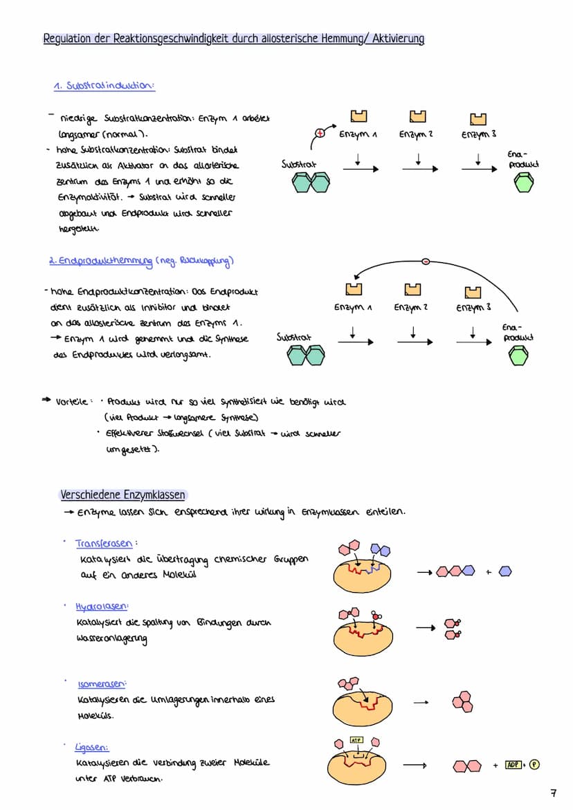 2.1 Proteine
2.1.1 Aufbau und Funktion von Proteinen
Enzymatik
H-N
- Proteine bestehen aus Ketten von Aminosäuren (AS über Peptidbindungen
m