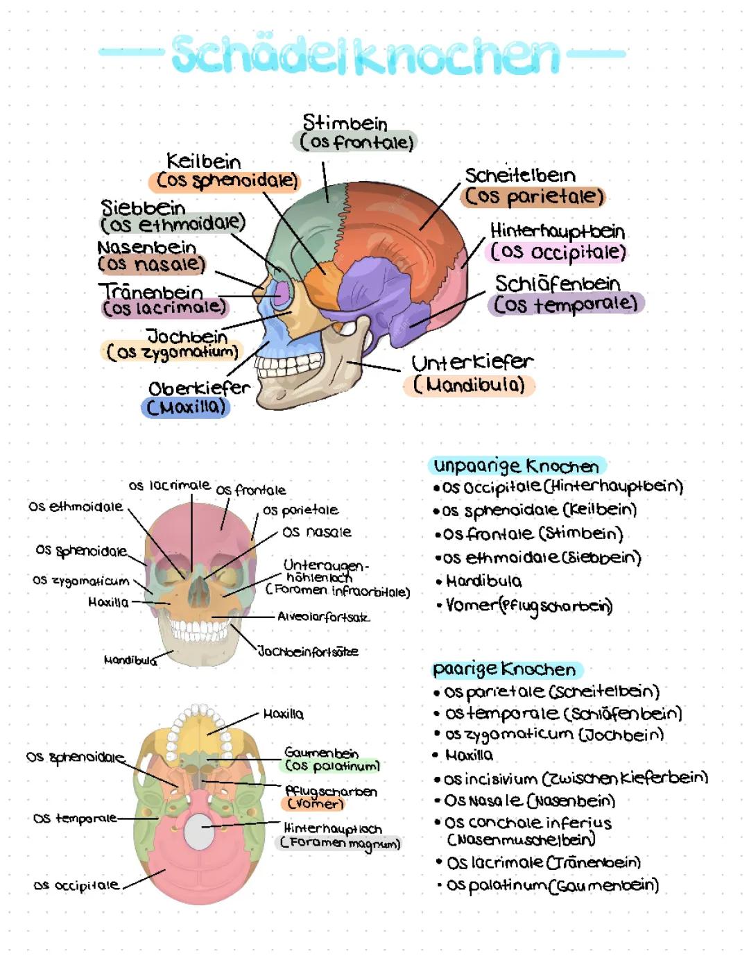 Anatomie des Schädels ZFA