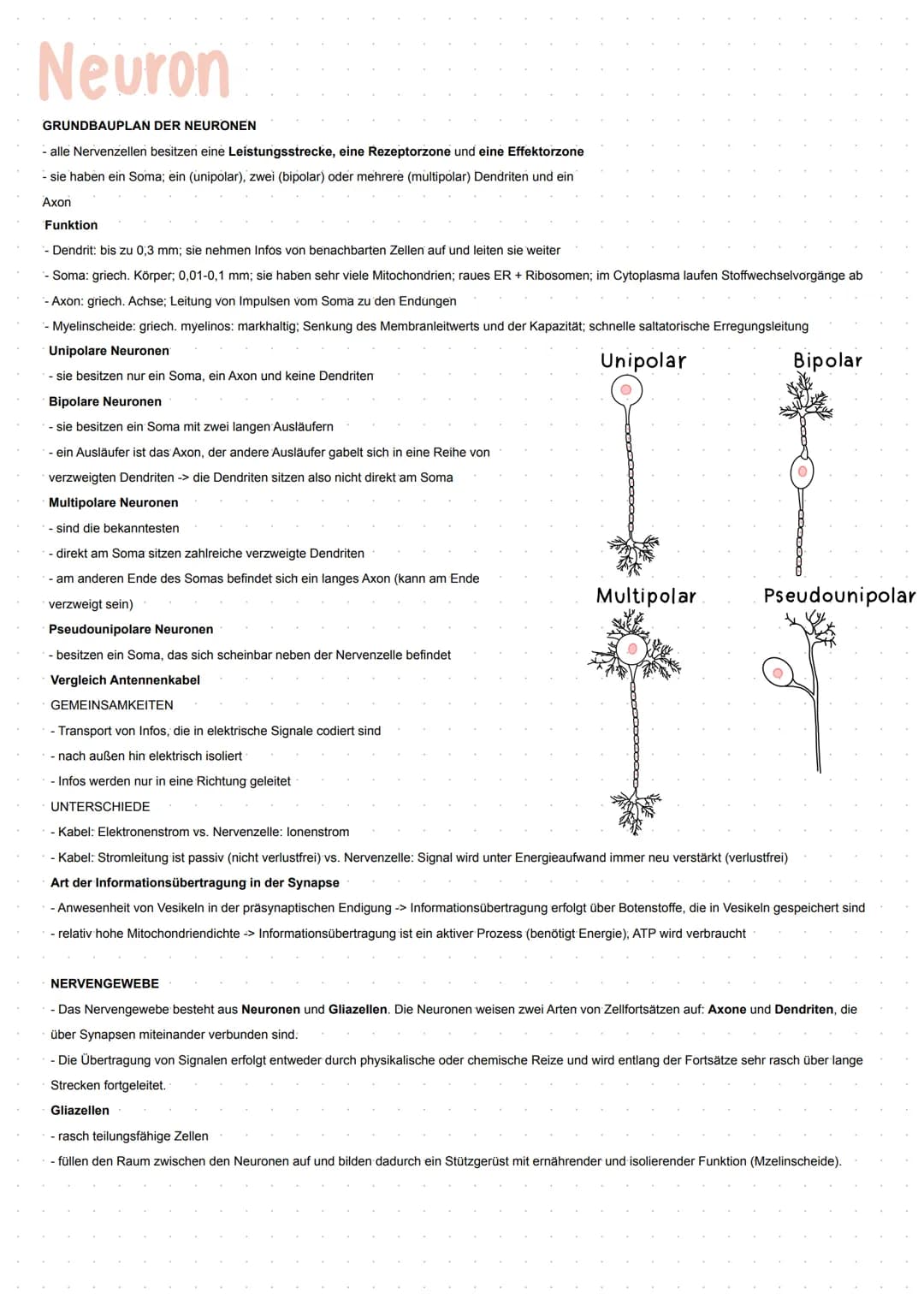 Neuron
GRUNDBAUPLAN DER NEURONEN
- alle Nervenzellen besitzen eine Leistungsstrecke, eine Rezeptorzone und eine Effektorzone
- sie haben ein