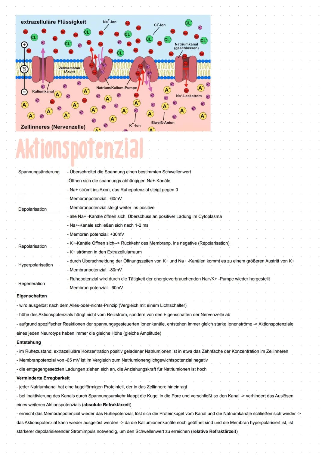 Neuron
GRUNDBAUPLAN DER NEURONEN
- alle Nervenzellen besitzen eine Leistungsstrecke, eine Rezeptorzone und eine Effektorzone
- sie haben ein