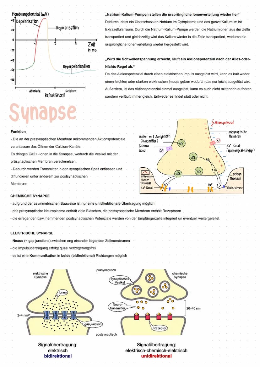 Neuron
GRUNDBAUPLAN DER NEURONEN
- alle Nervenzellen besitzen eine Leistungsstrecke, eine Rezeptorzone und eine Effektorzone
- sie haben ein