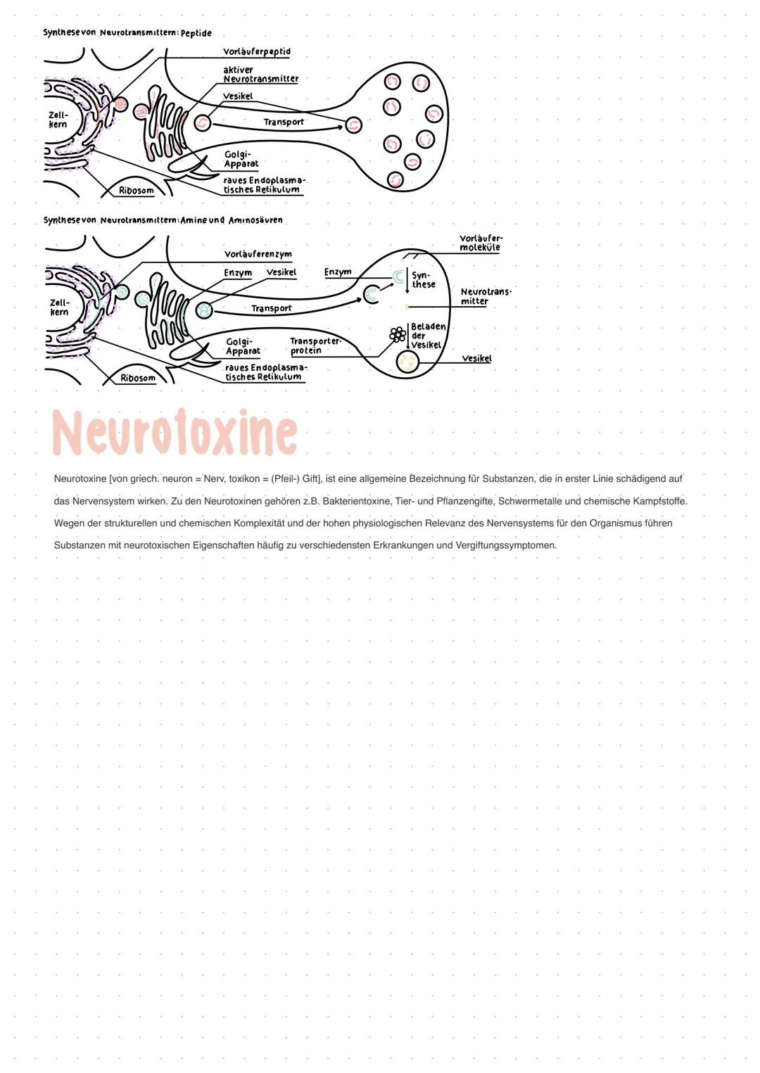 Neuron
GRUNDBAUPLAN DER NEURONEN
- alle Nervenzellen besitzen eine Leistungsstrecke, eine Rezeptorzone und eine Effektorzone
- sie haben ein