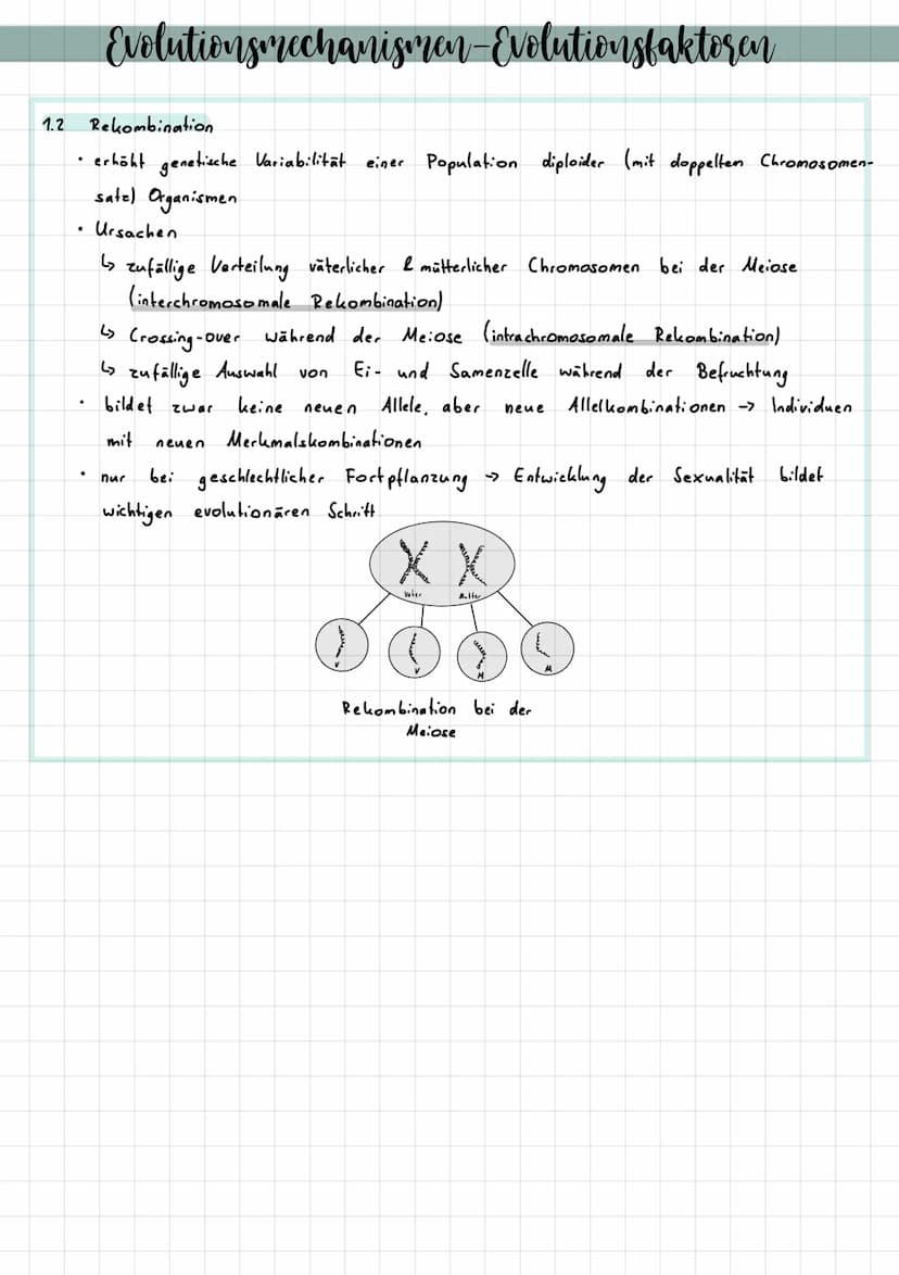 Evolution Evolutionstheorien - Lamarck
bestimmte Organe werden
besonders trainiert (übung,
gestärkt)
✓
Vervollkommnung dieses
Organs
→ Lebew