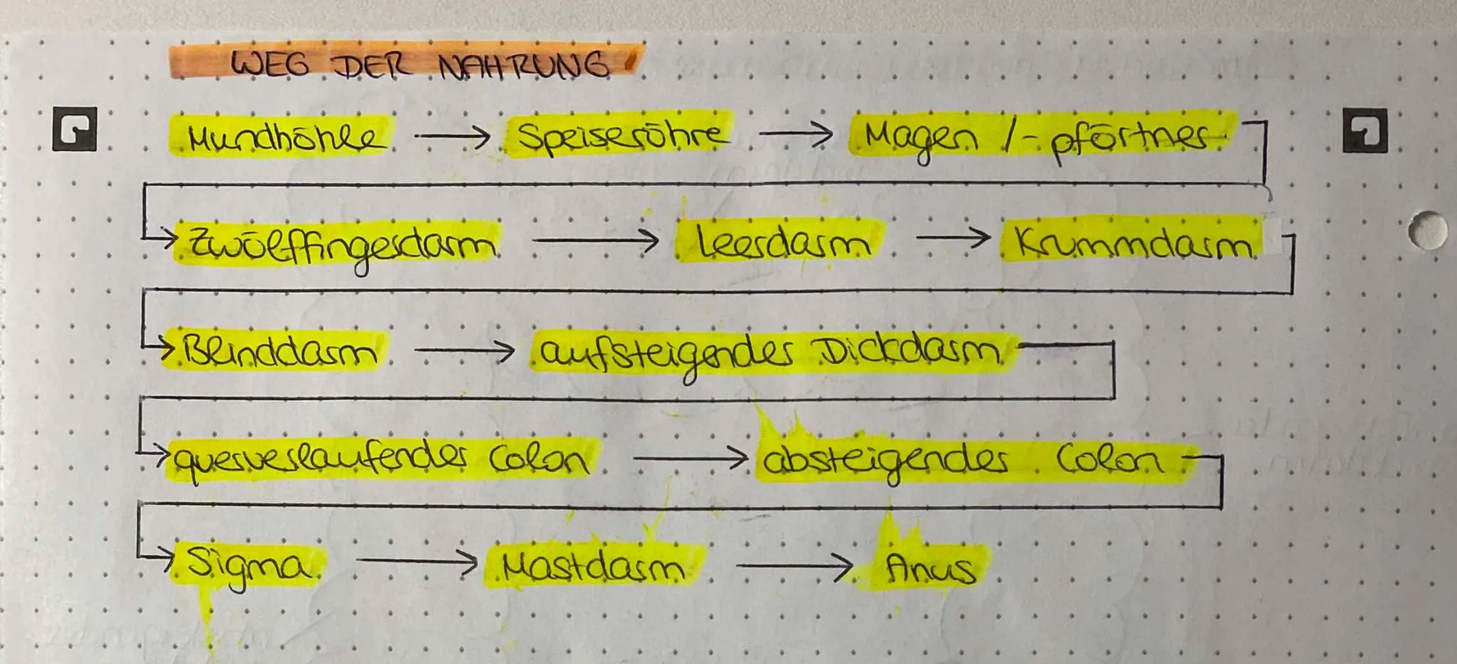 WEG DER NAHRUNG
Mundhöhle →→→ Speiseröhre Magen /pförtner 7
↳ Zwölffingerdarm Leerdasm→→→→ Krummdarm
-> Blinddasm aufsteigender Dickdasm
> -