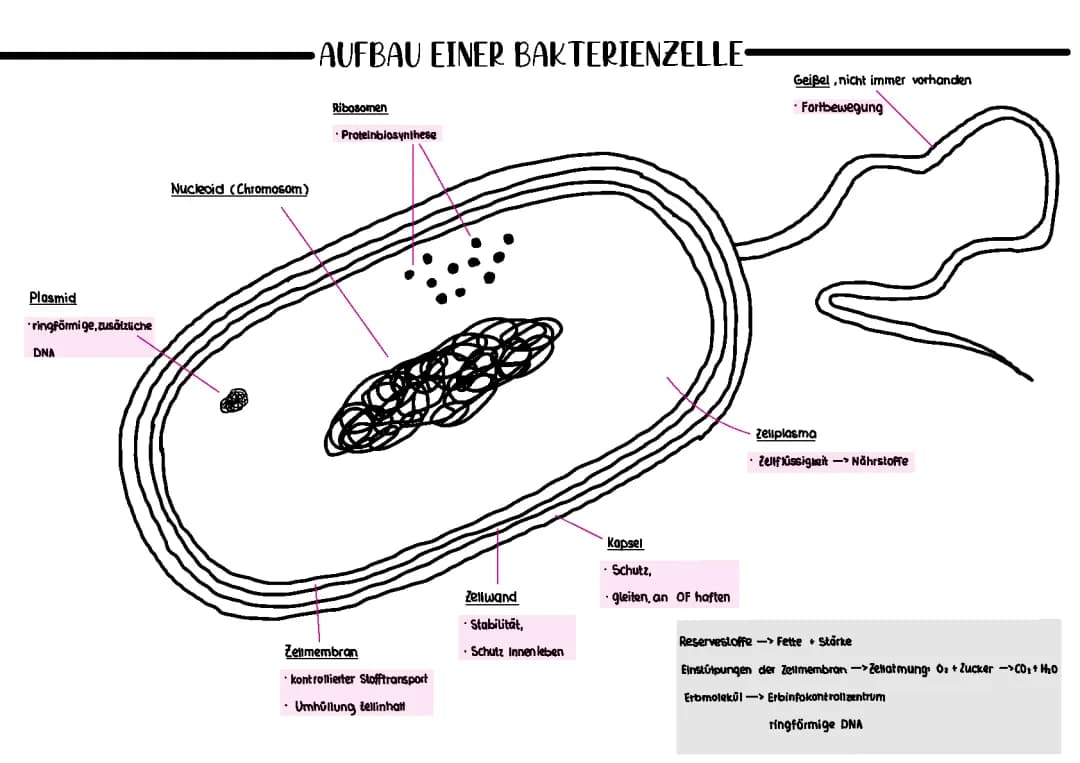 Bakterien-, Pflanzen- und Tierzelle