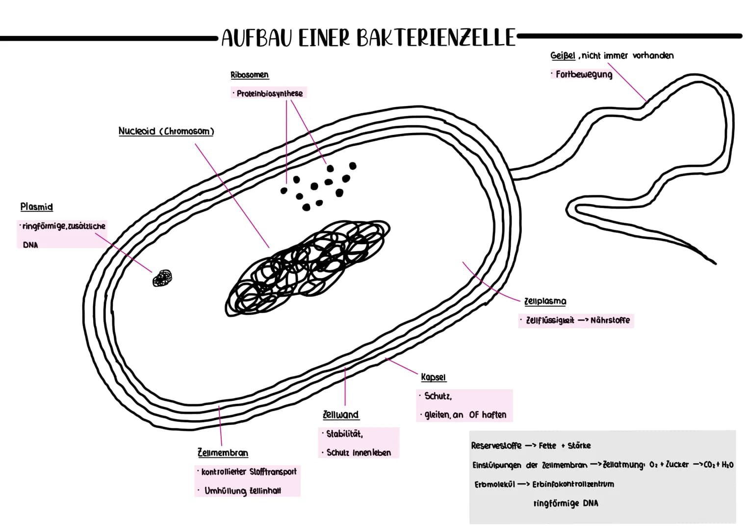 Plasmid
ringförmige, zusätzliche
DNA
Nucleoid (Chromosom)
AUFBAU EINER BAKTERIENZELLE-
Ribosomen
. Proteinbiosynthese
Zellmembran
kontrollie