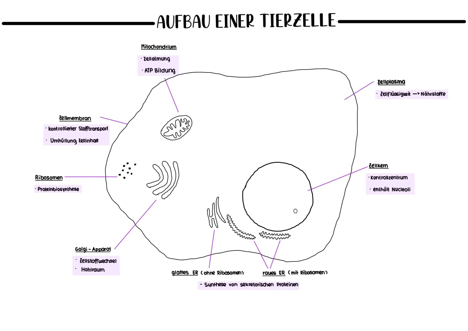 Plasmid
ringförmige, zusätzliche
DNA
Nucleoid (Chromosom)
AUFBAU EINER BAKTERIENZELLE-
Ribosomen
. Proteinbiosynthese
Zellmembran
kontrollie
